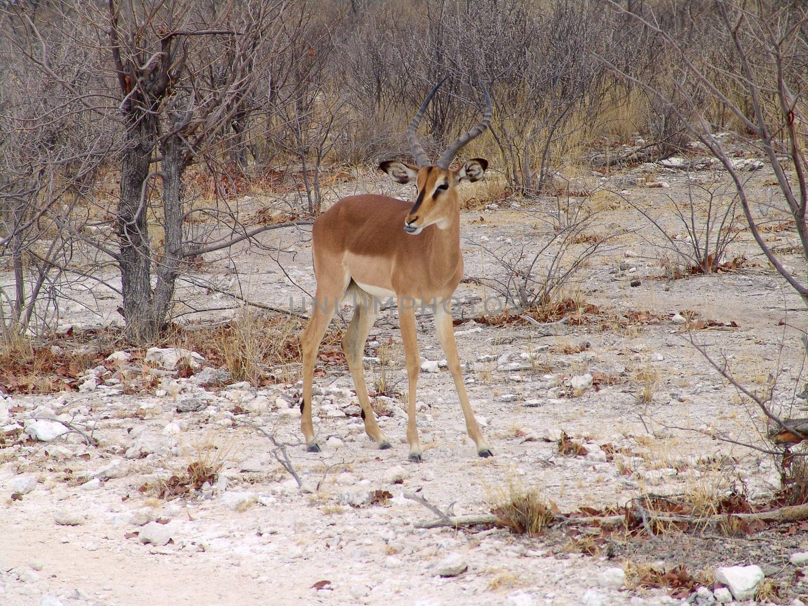 Black headed impala. Native habitant of african continent