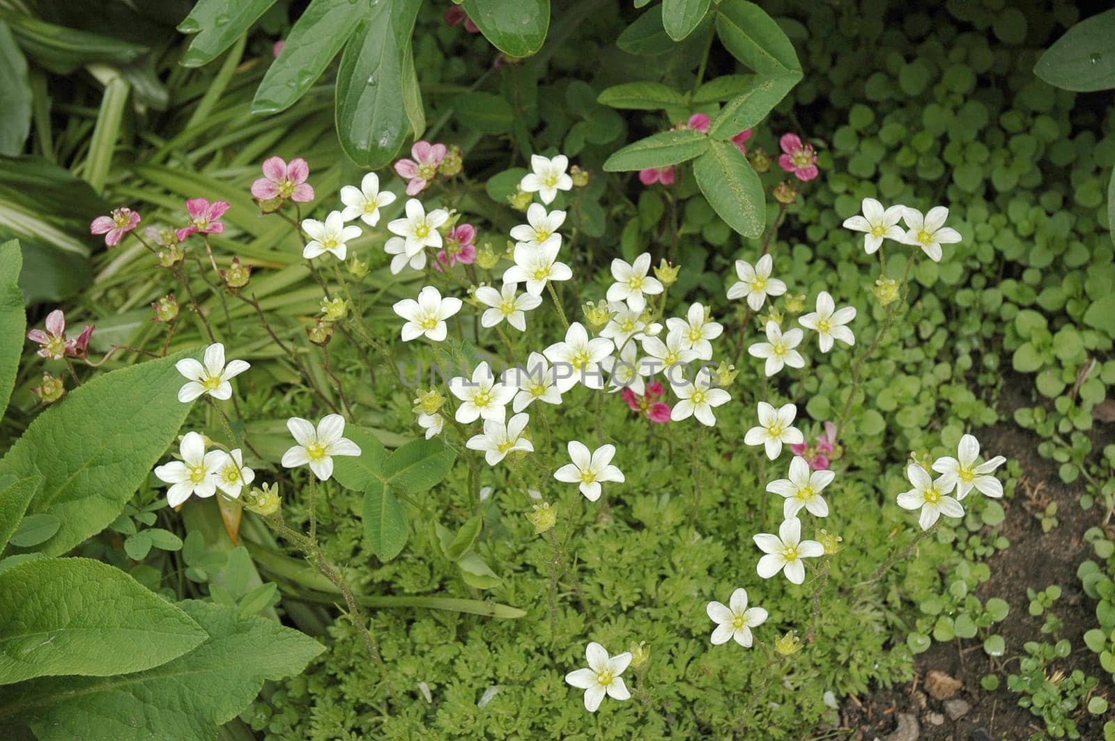 Saxifraga is the largest genus in the family Saxifragaceae, containing about 440 species of Holarctic perennial plants, known as saxifrages