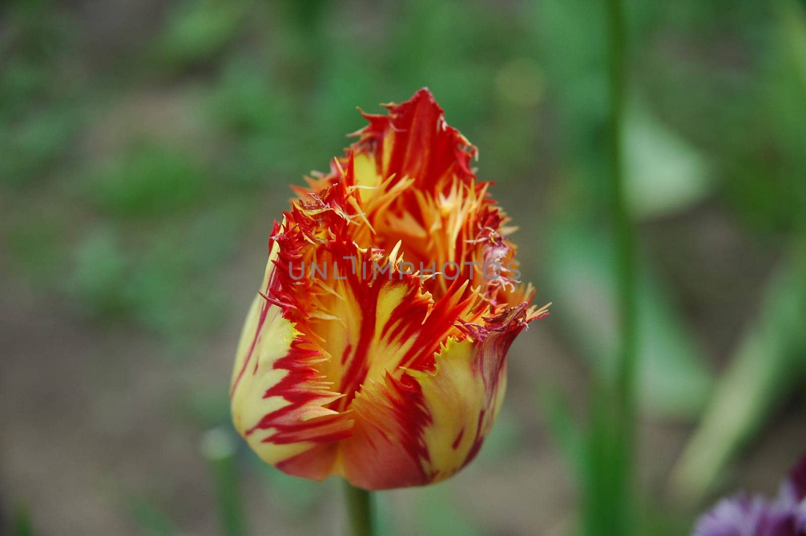 The tulip is a perennial, bulbous plant with showy flowers in the genus Tulipa, which comprises 109 species and belongs to the family Liliaceae.