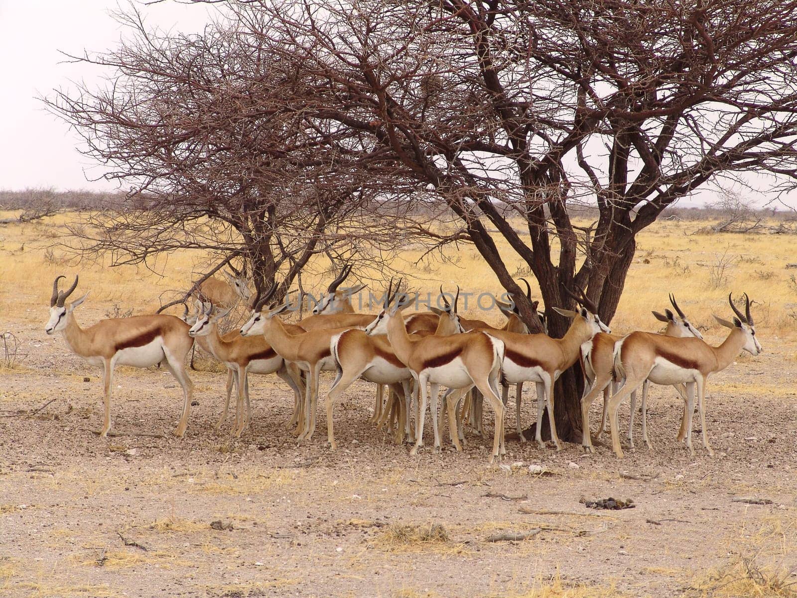 Black headed impala. Native habitant of african continent