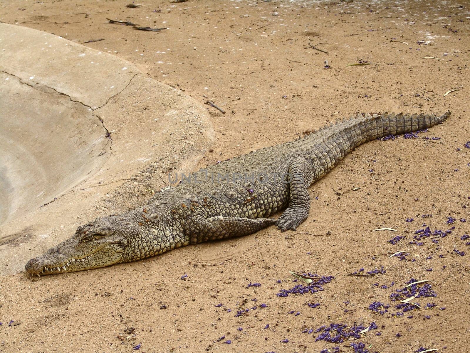 Crocodile is resting on a sand. Photo taken in crocodile farm