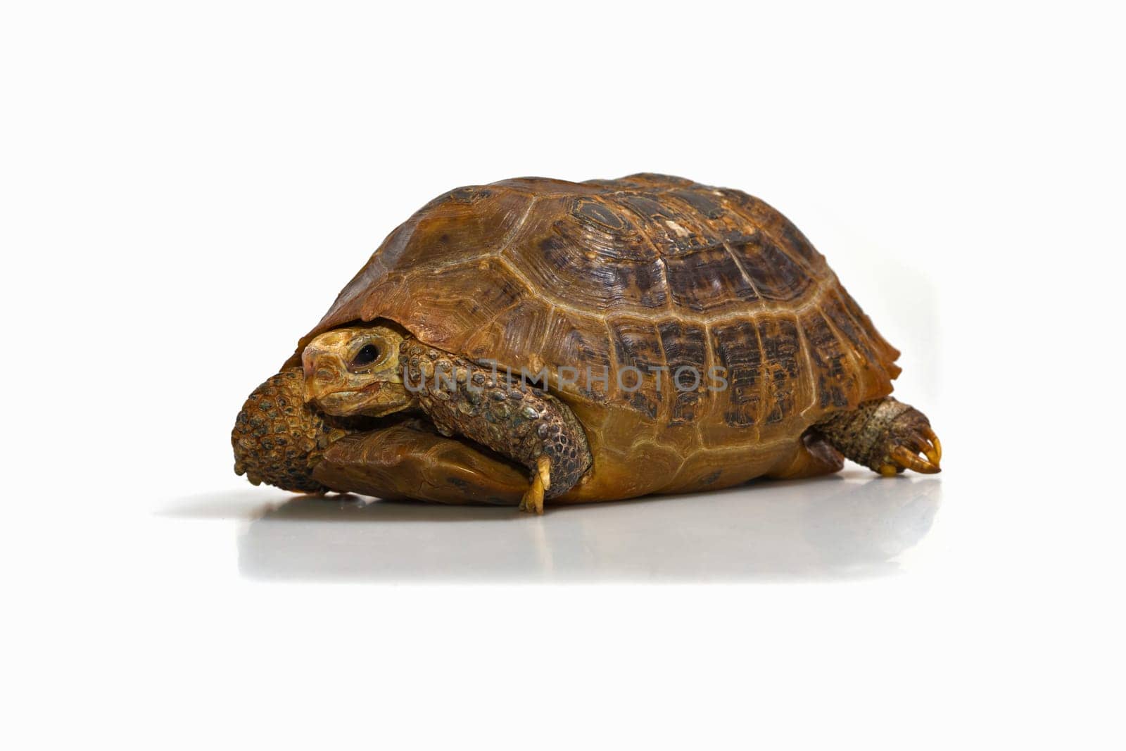 Yellow-headed turtles