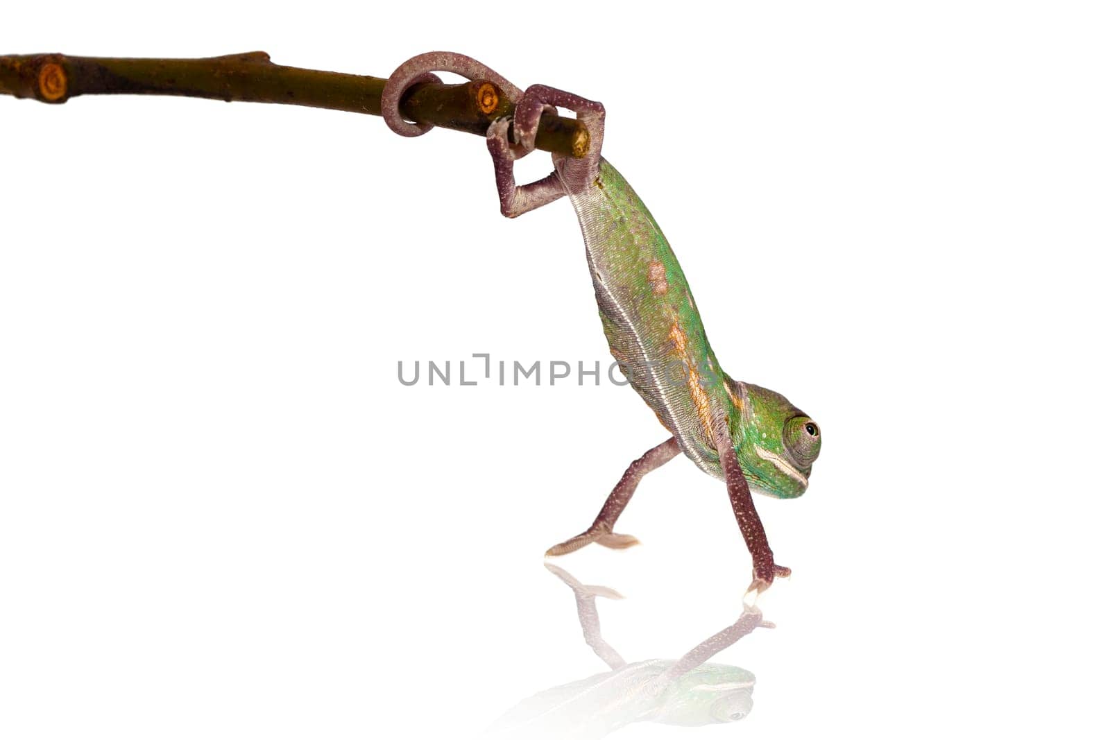 young chameleon