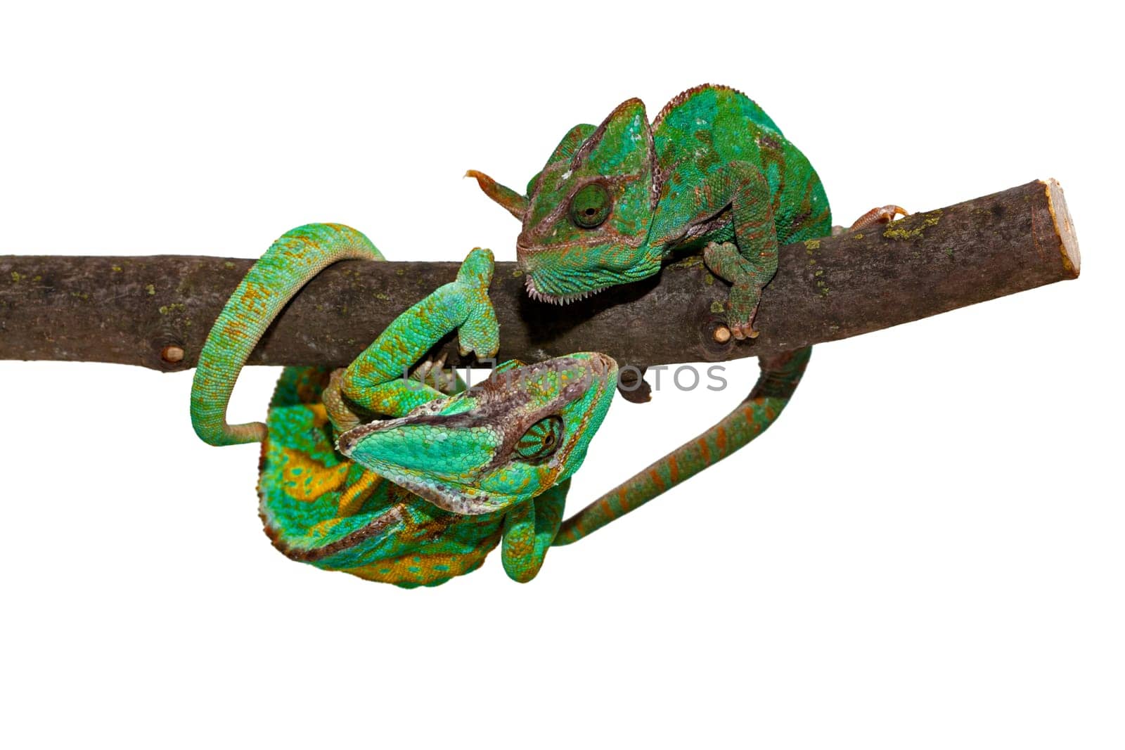 Chameleon