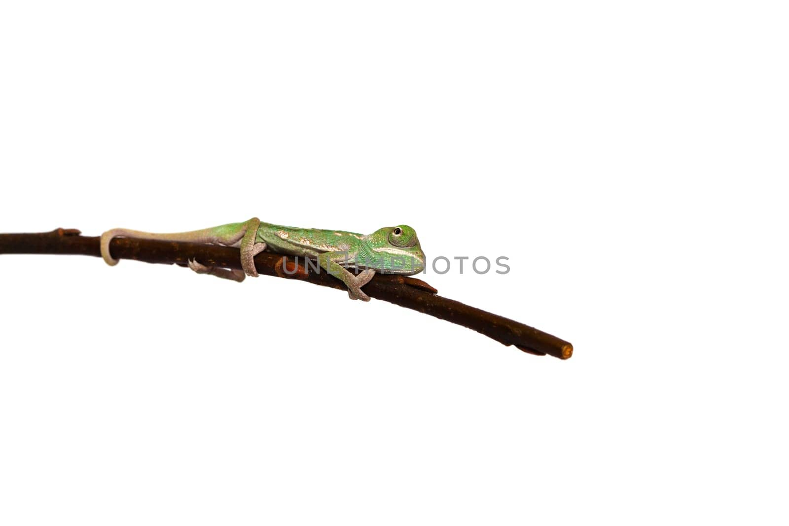 young chameleon