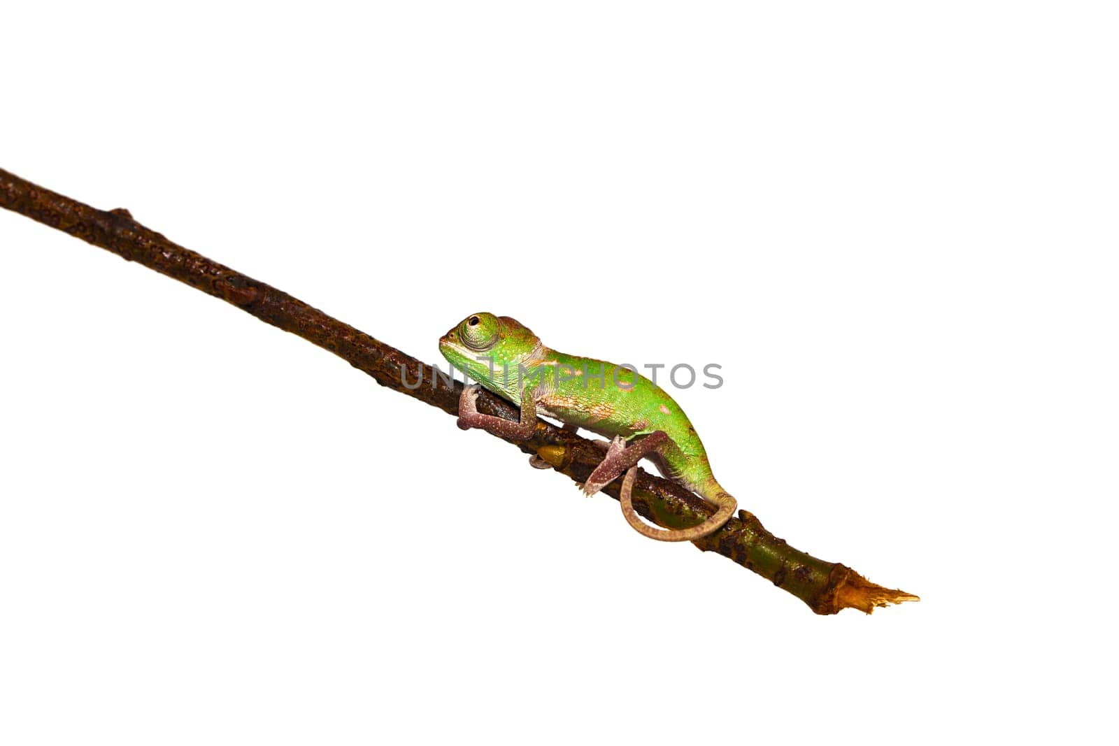 young chameleon
