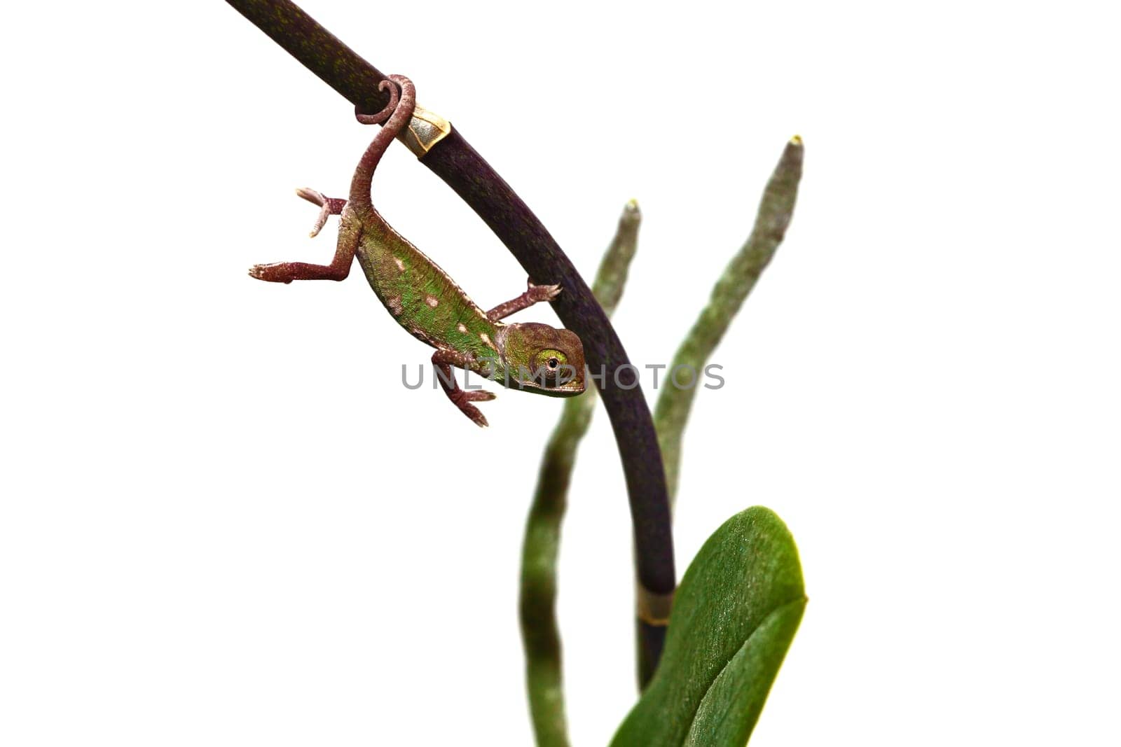 young chameleon