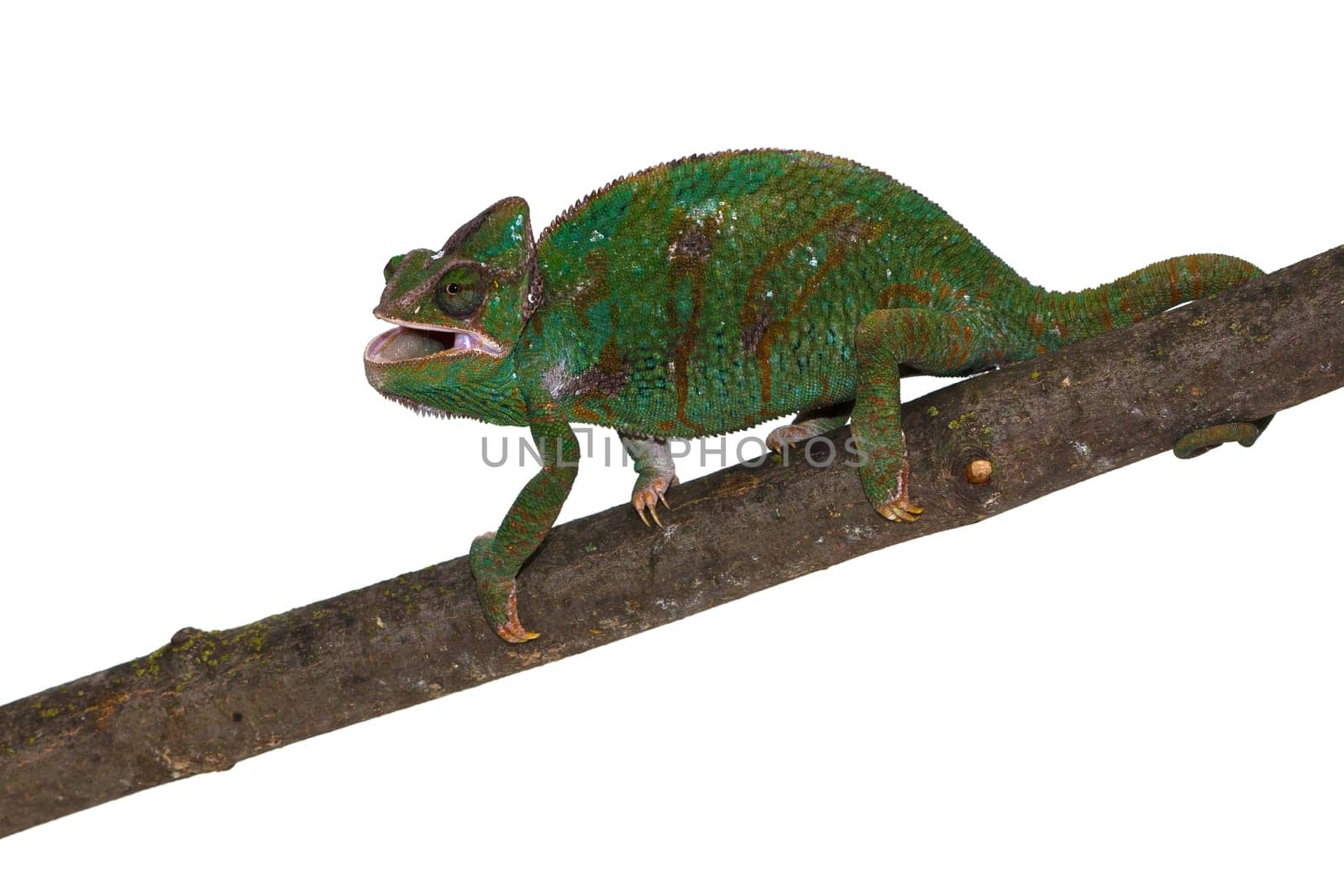 Chameleon