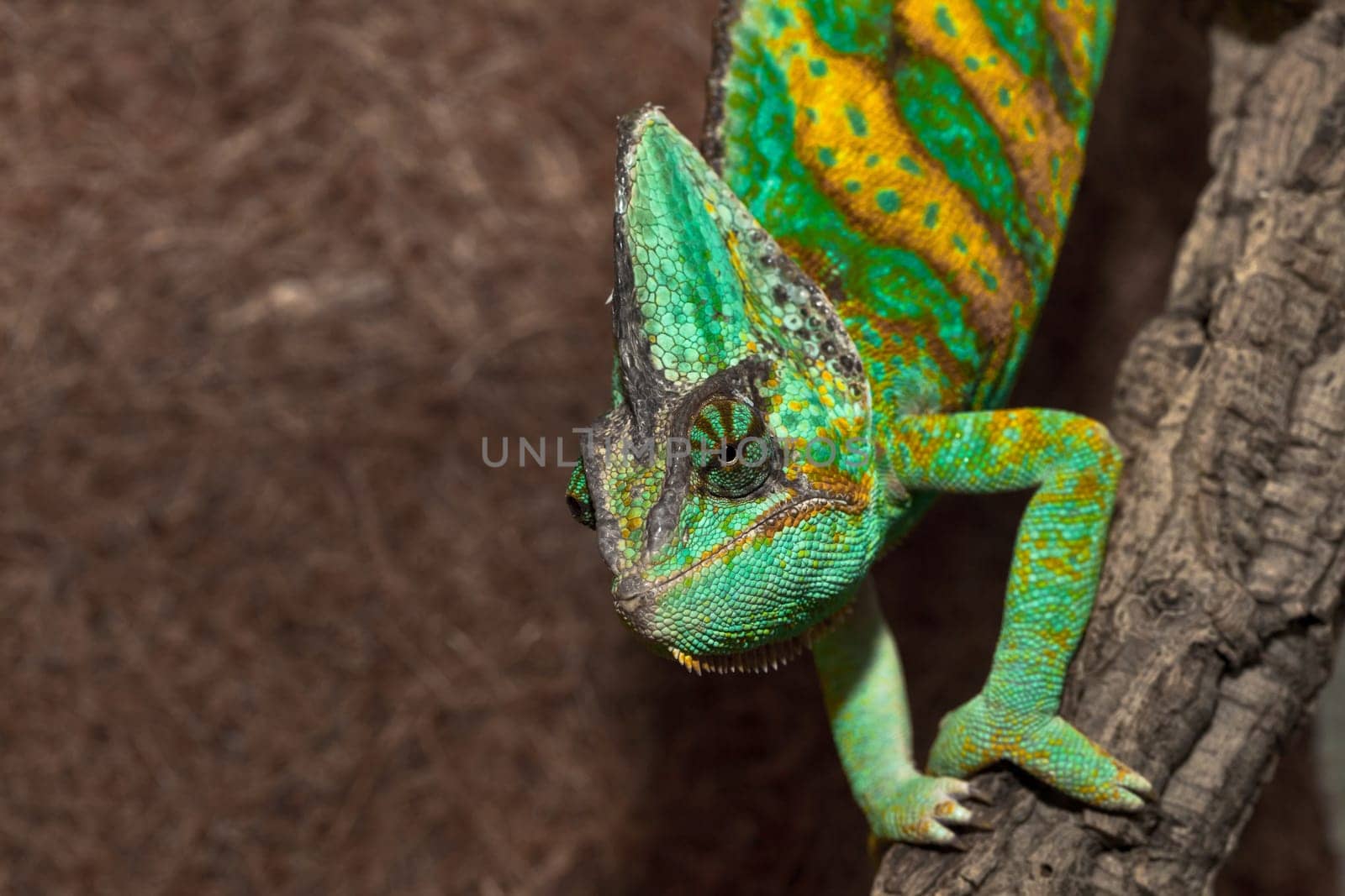 Chameleon