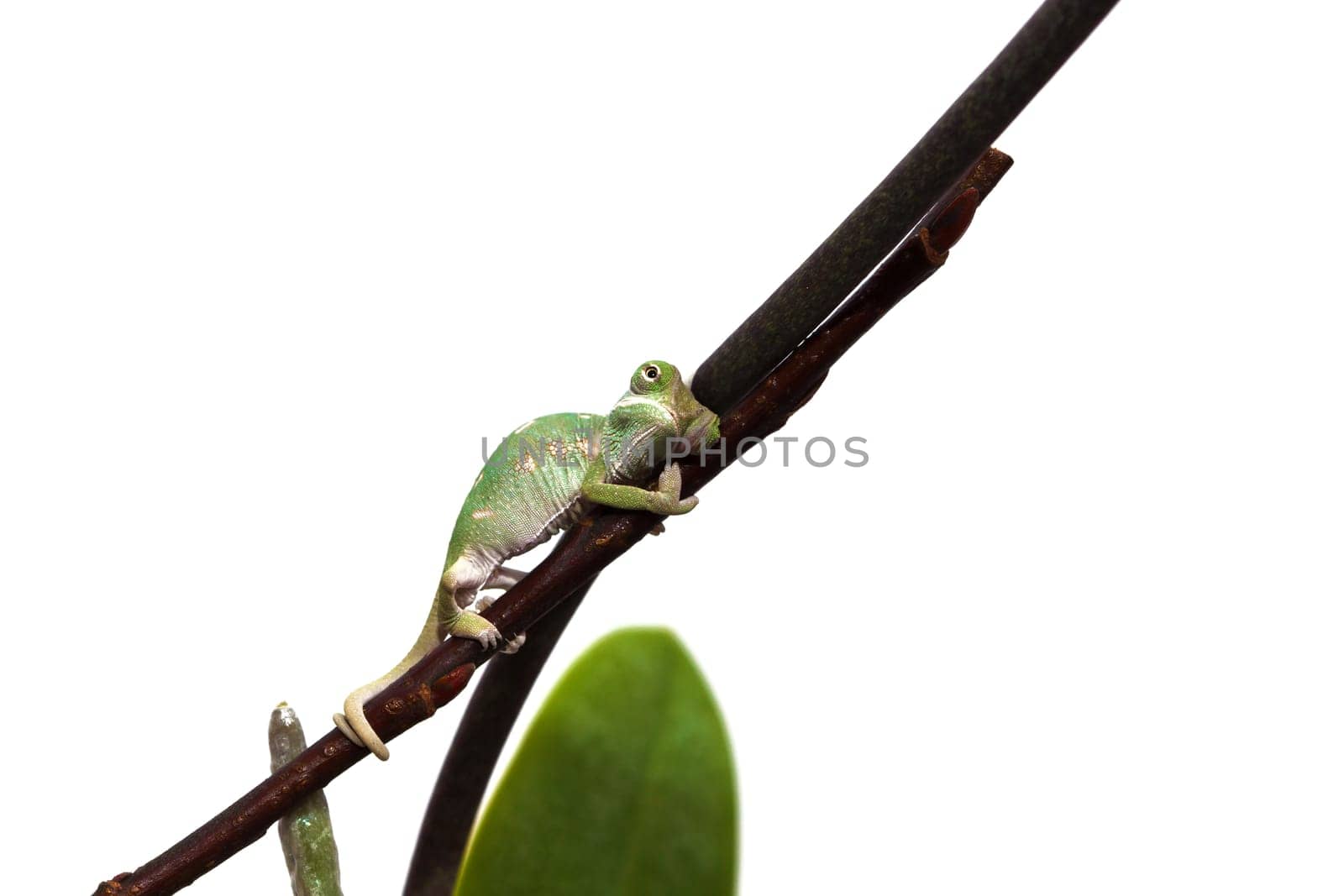 young chameleon