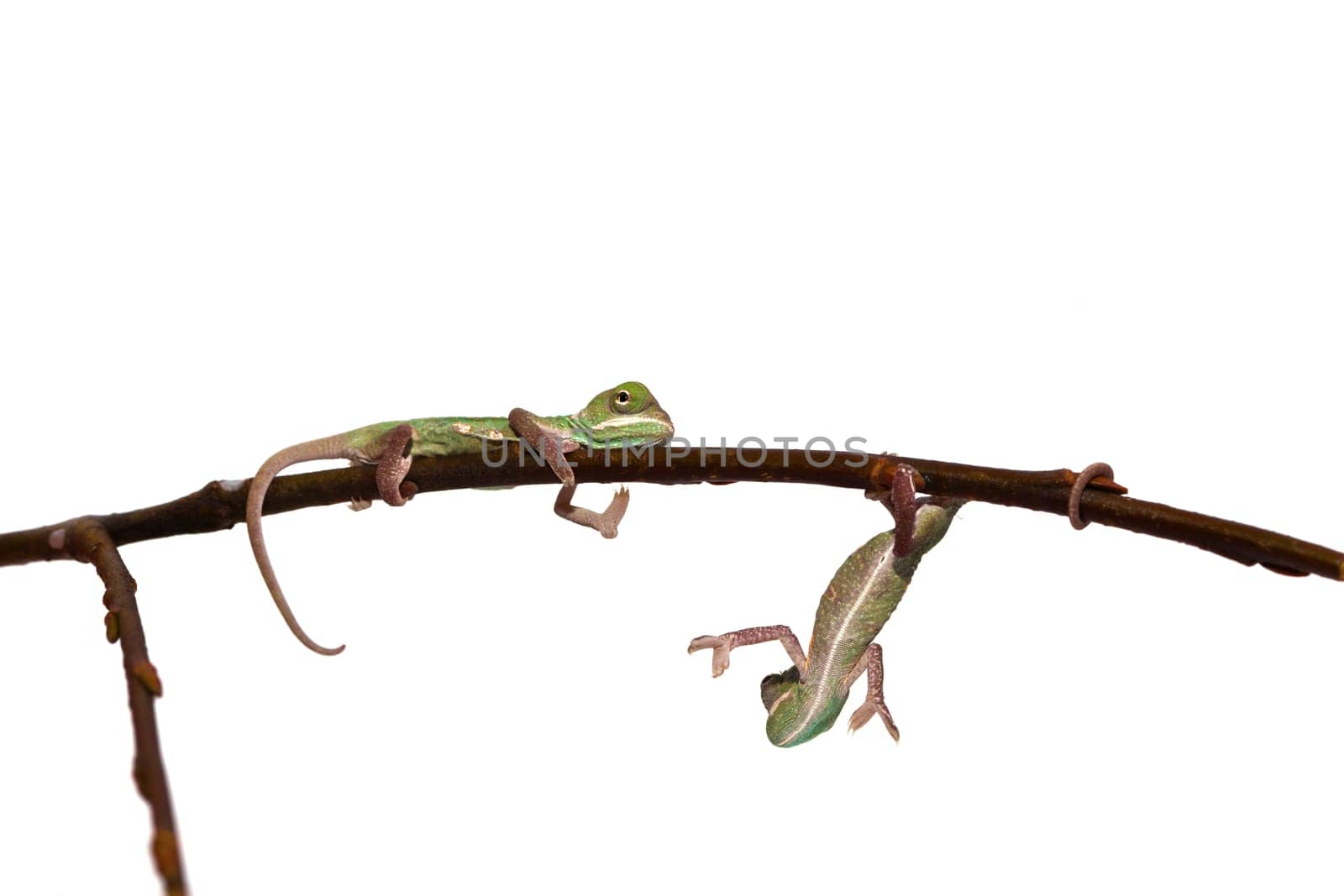 young chameleon