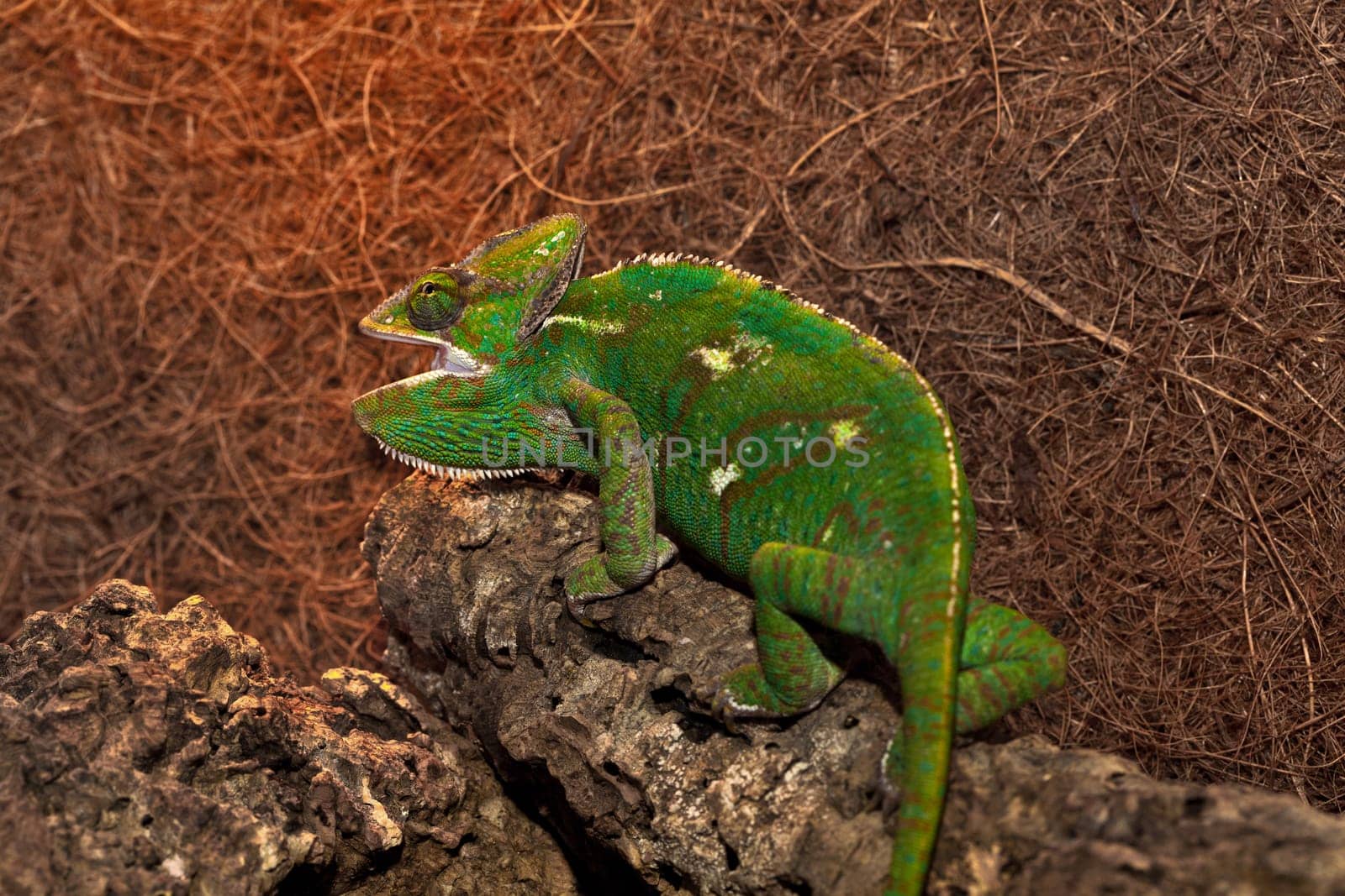 Chameleon