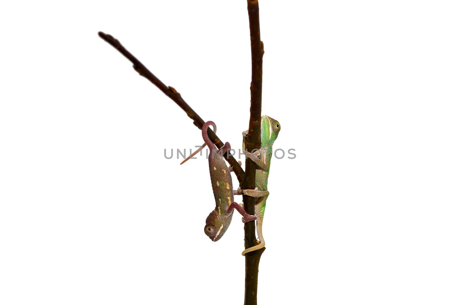 young chameleon
