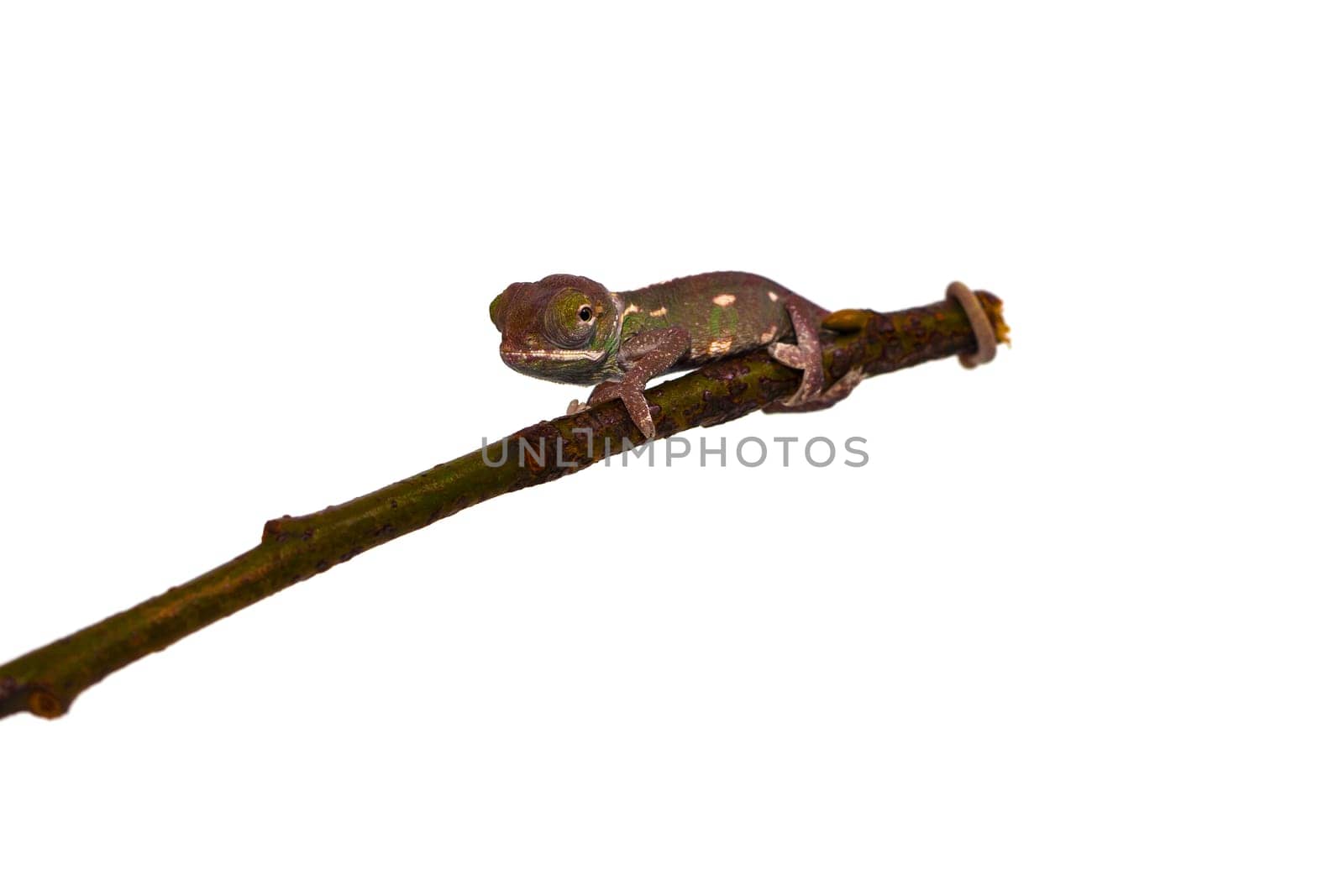 young chameleon