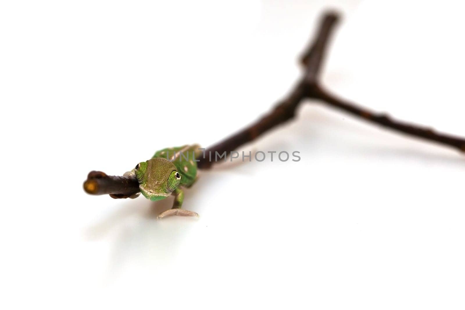 young chameleon