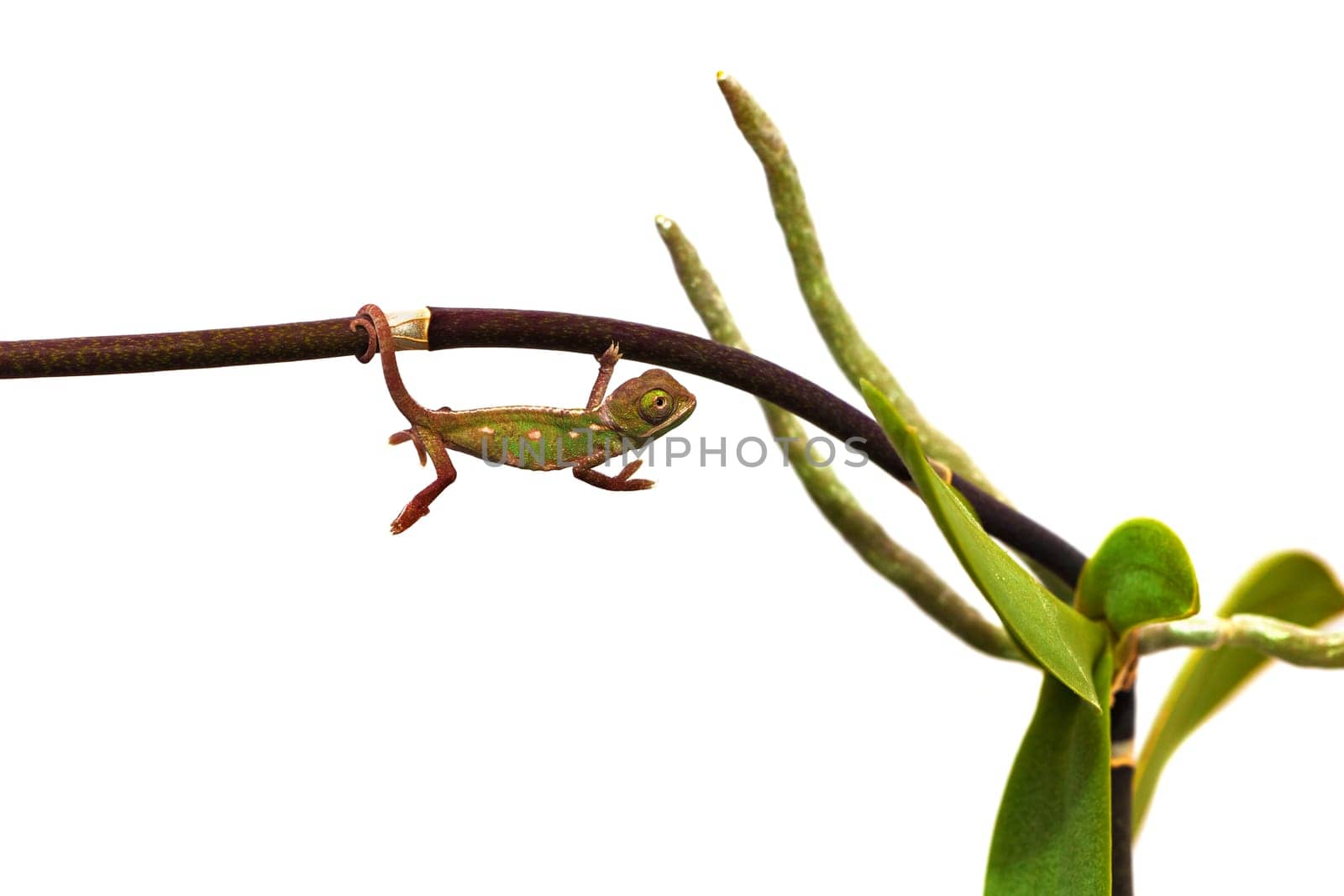 young chameleon
