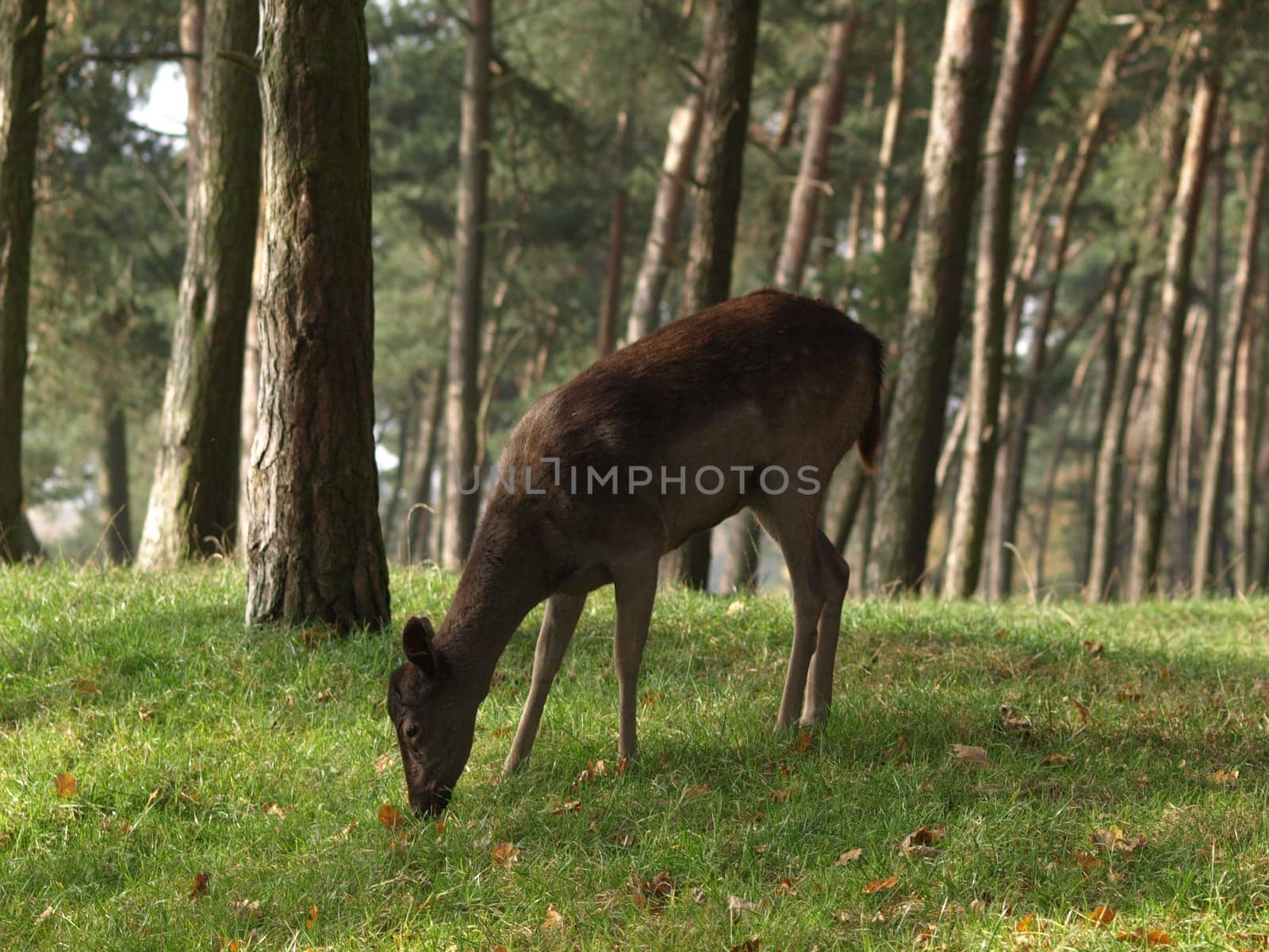 European roe deer