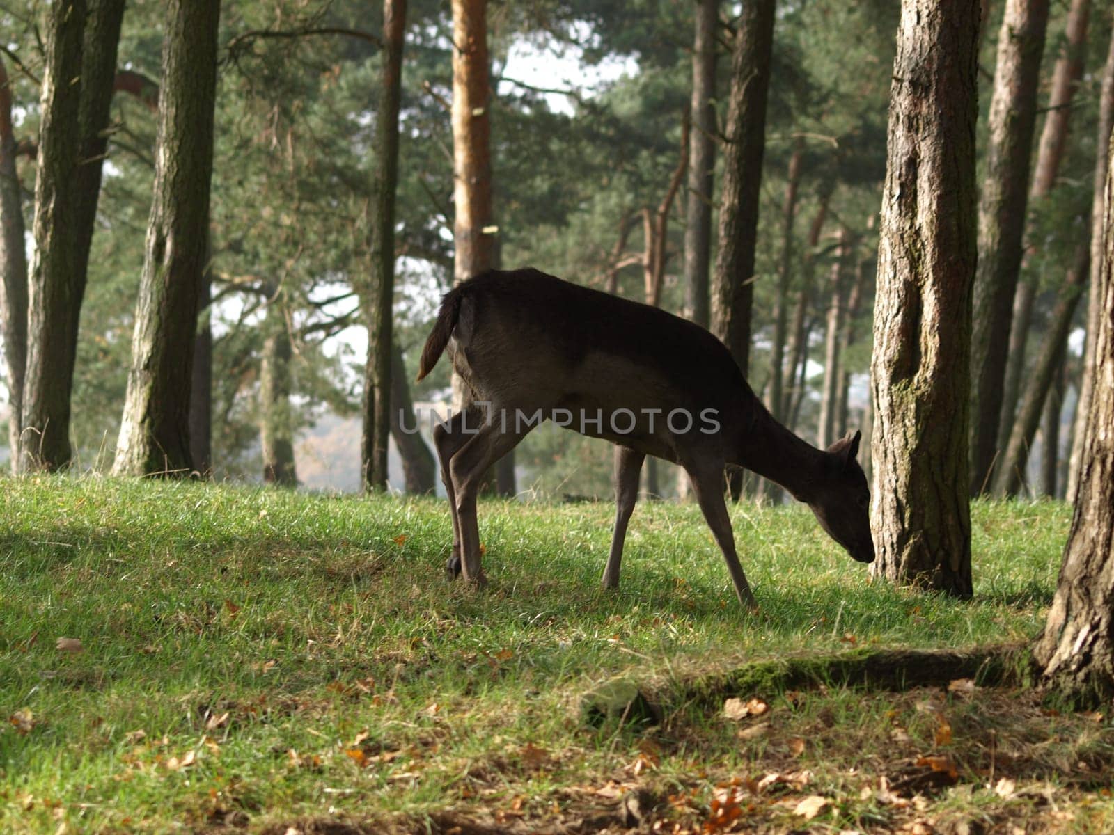 European roe deer