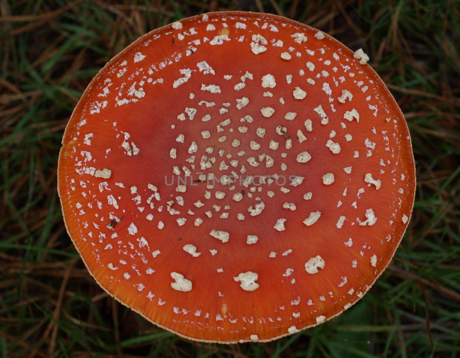 Fly agaric
