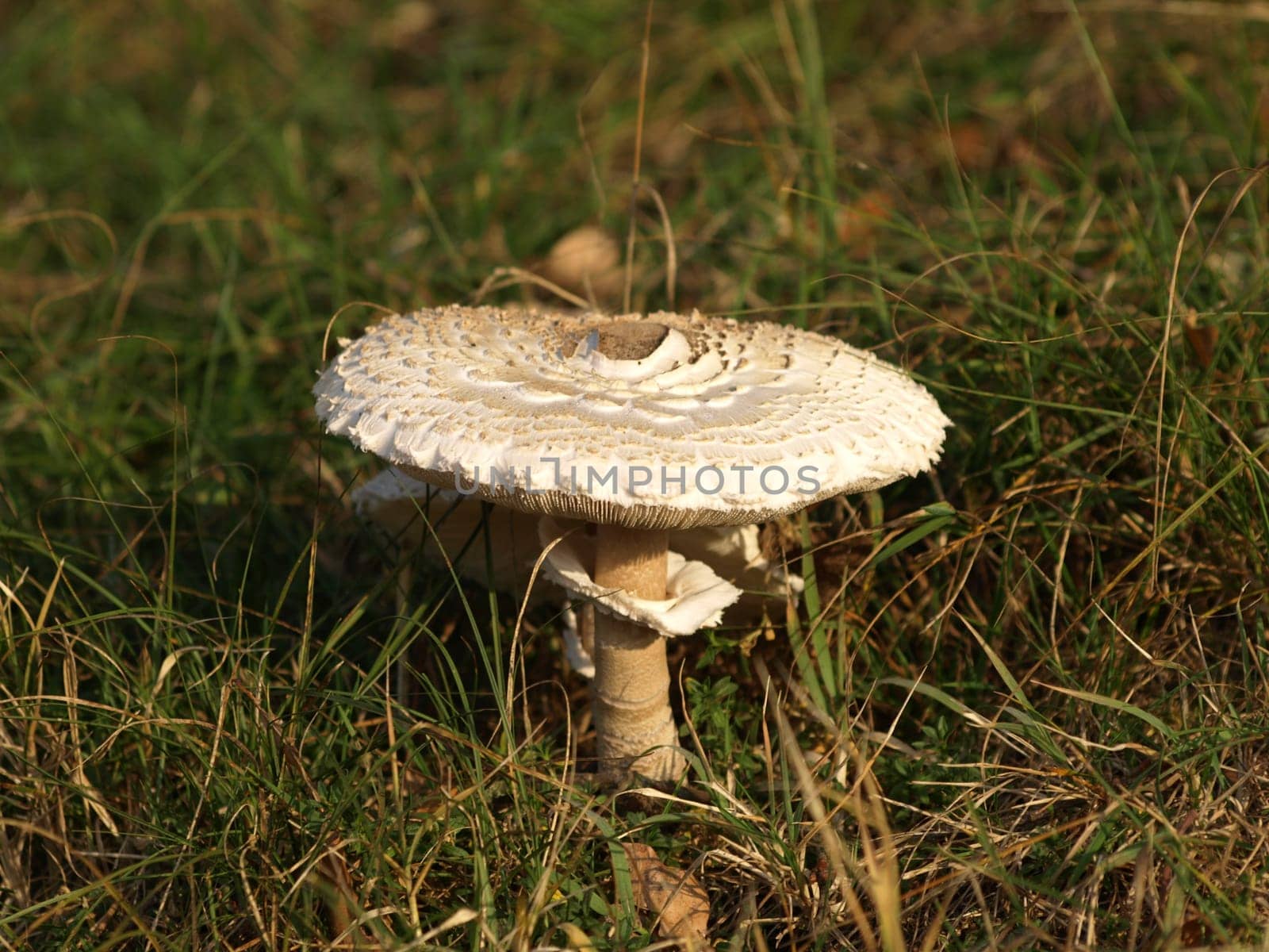Umbrella mushroom
