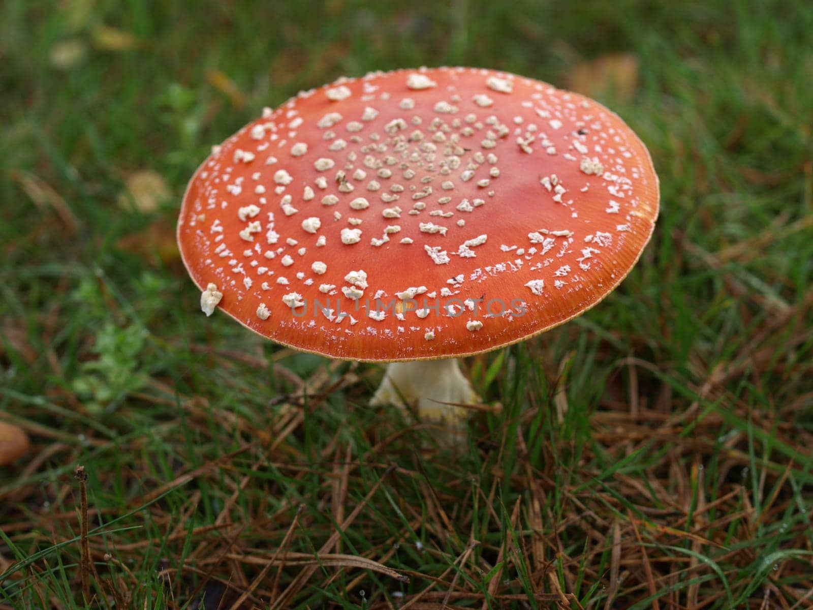 Fly agaric