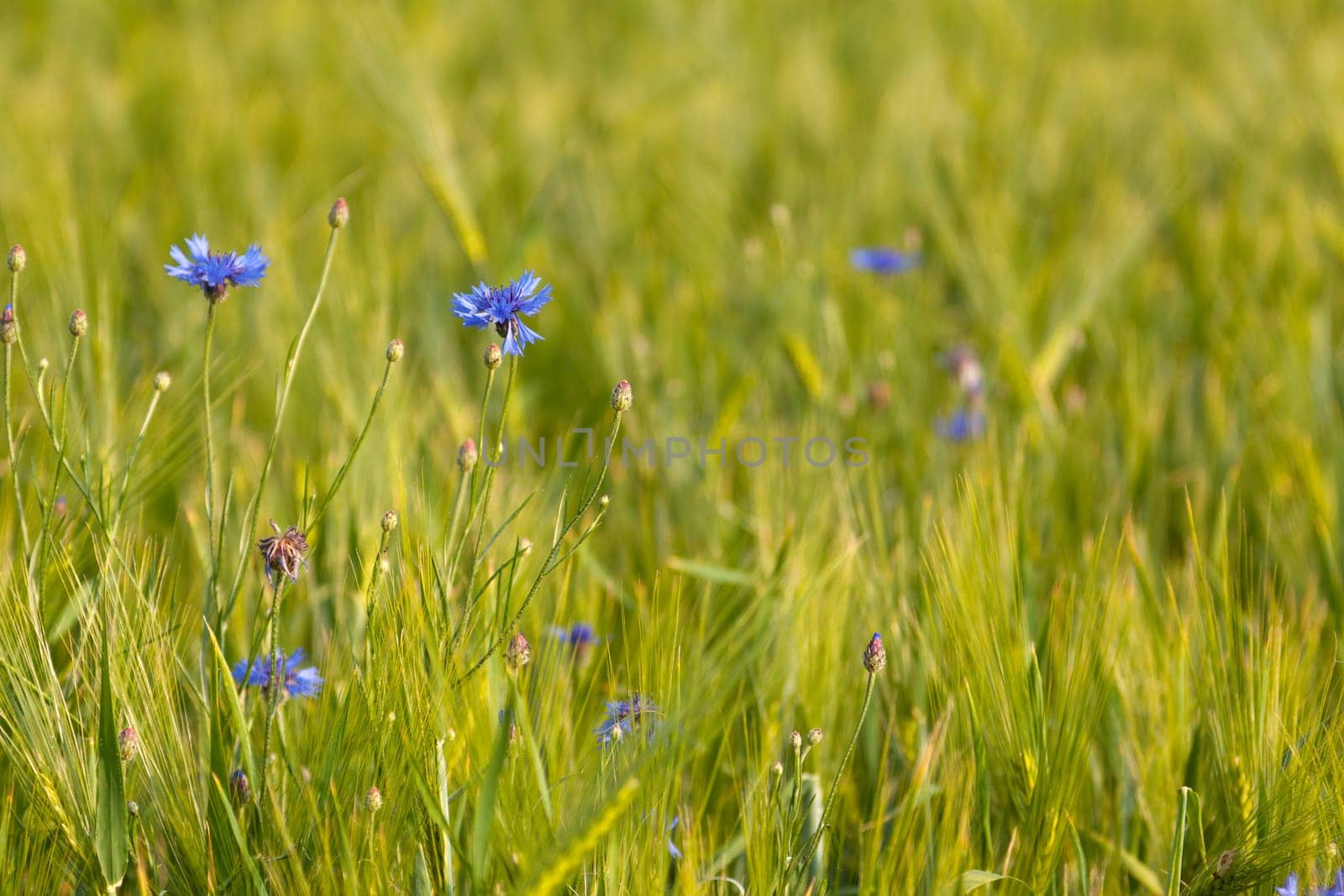 Several cornflowers in the cornfield