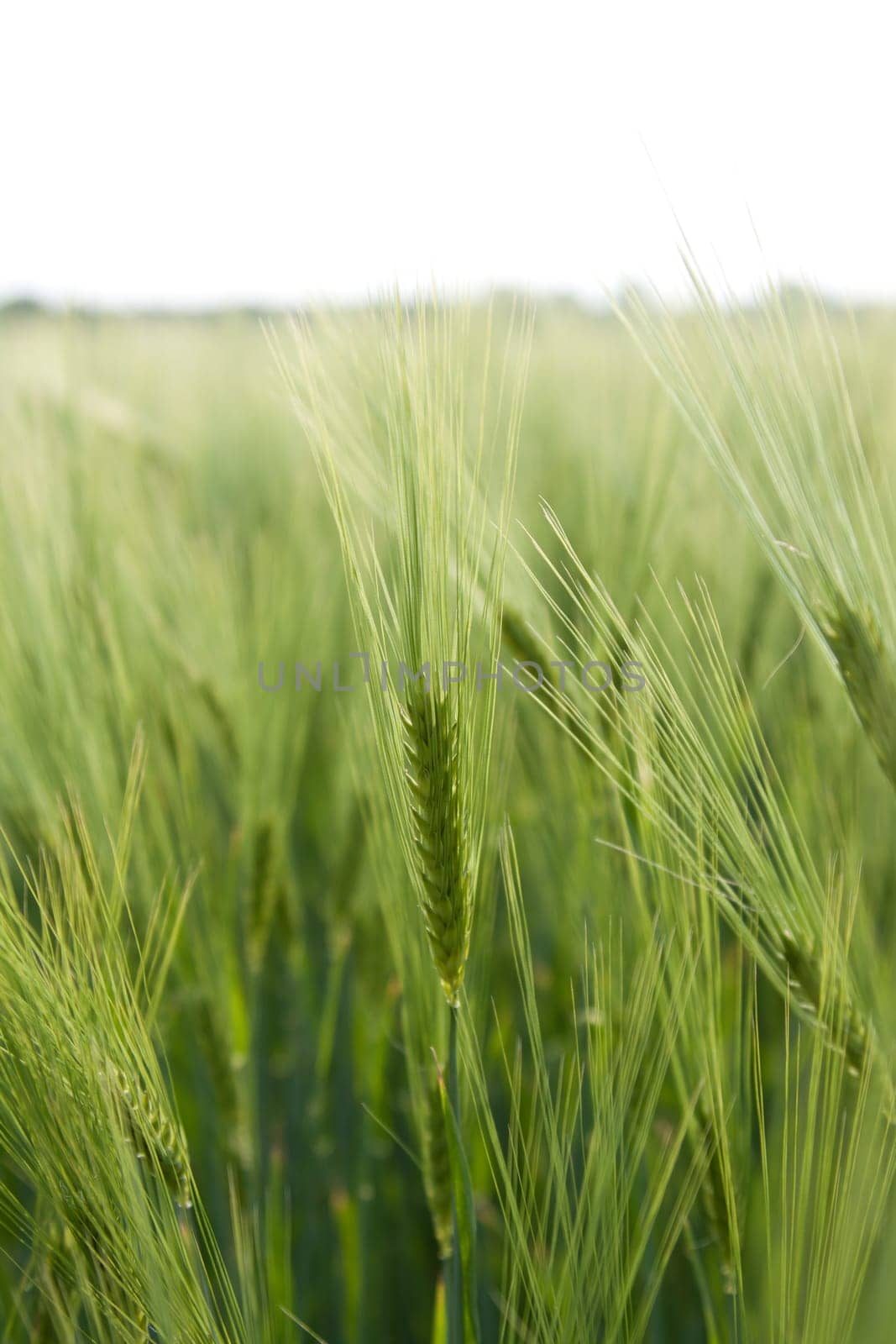 Close-up of a barley field