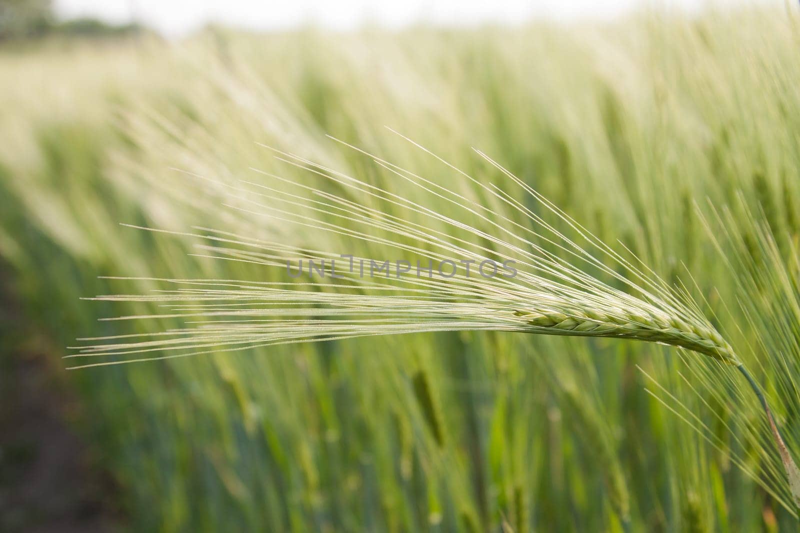 Single ear of corn in a barley field
