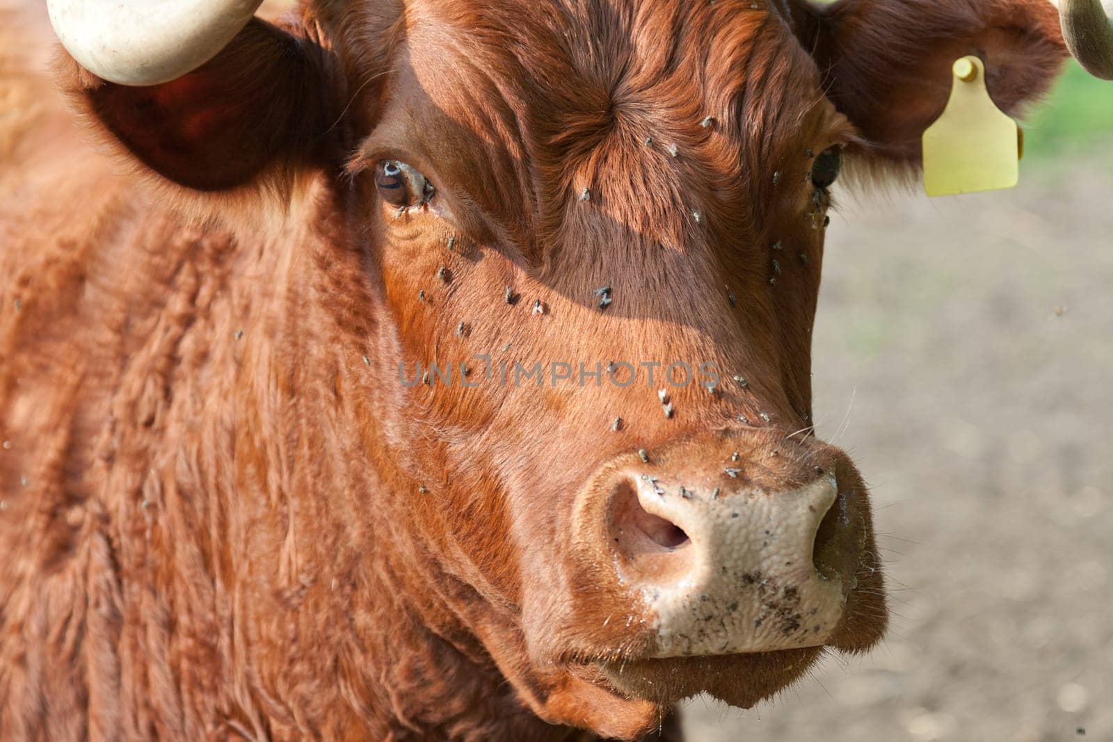 Rind looks attentively into the camera
