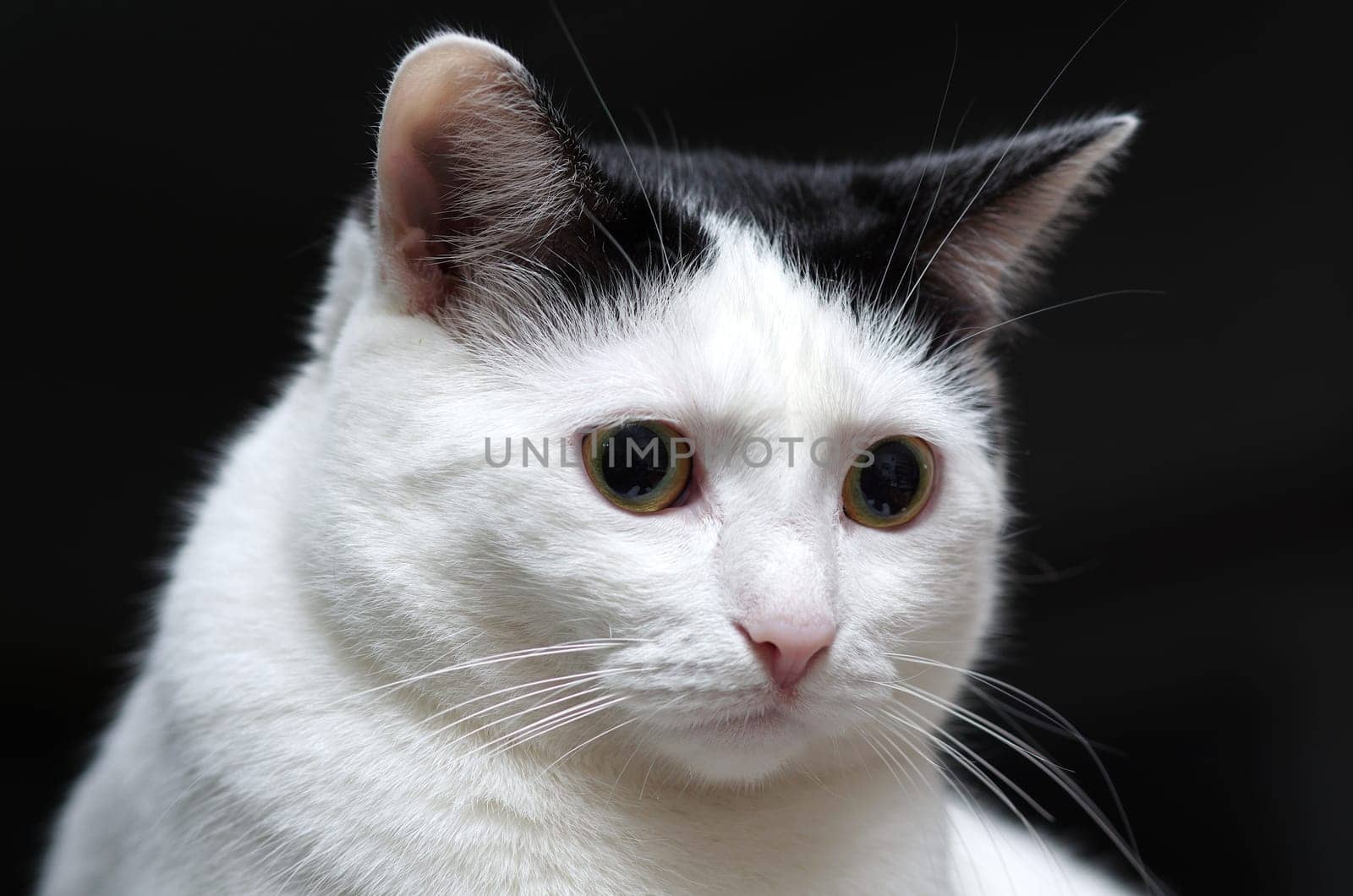 (cat animal) without big