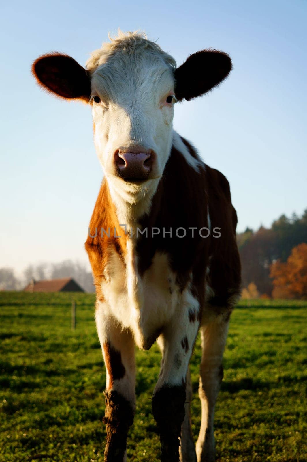 calf animal