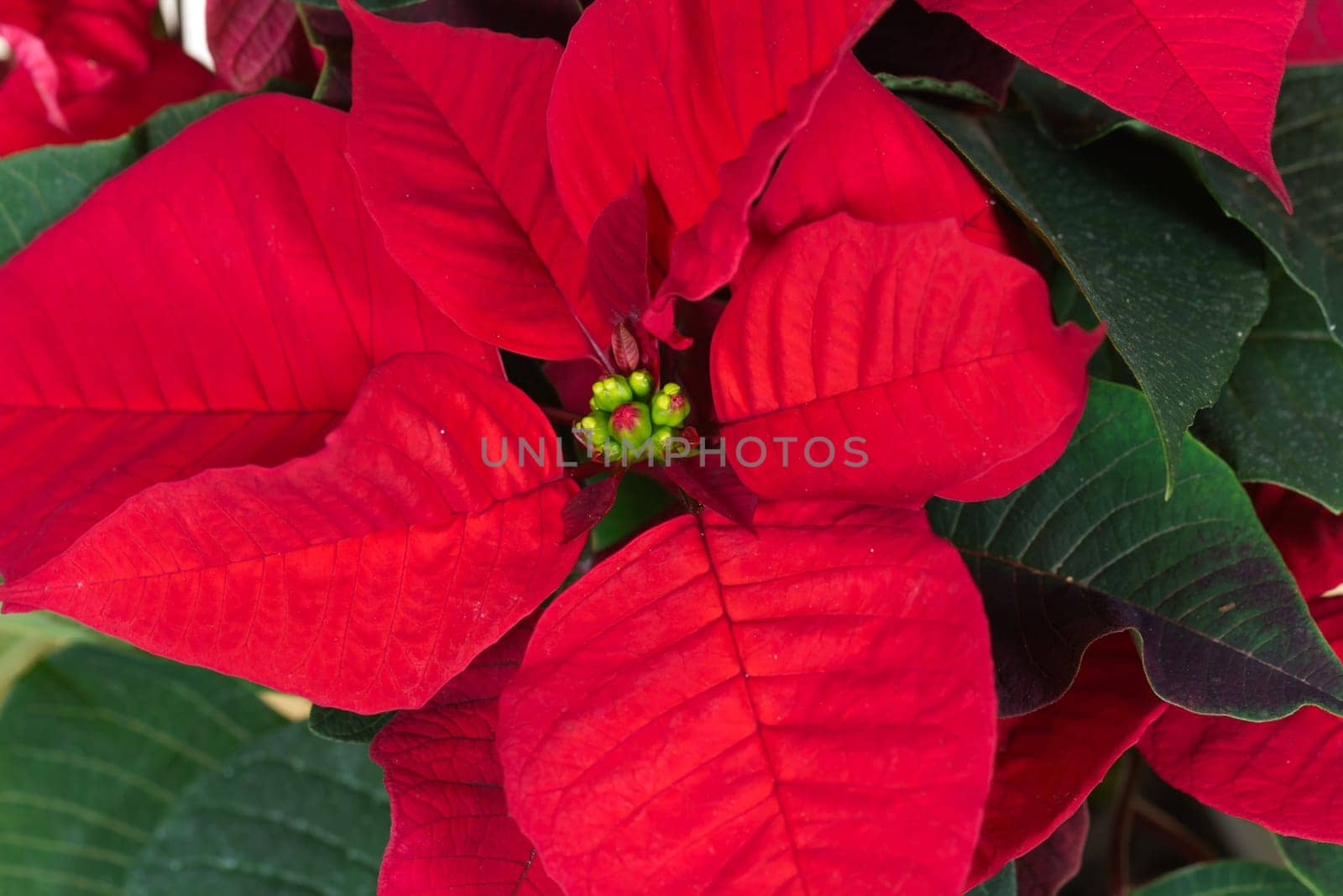 Poinsettia