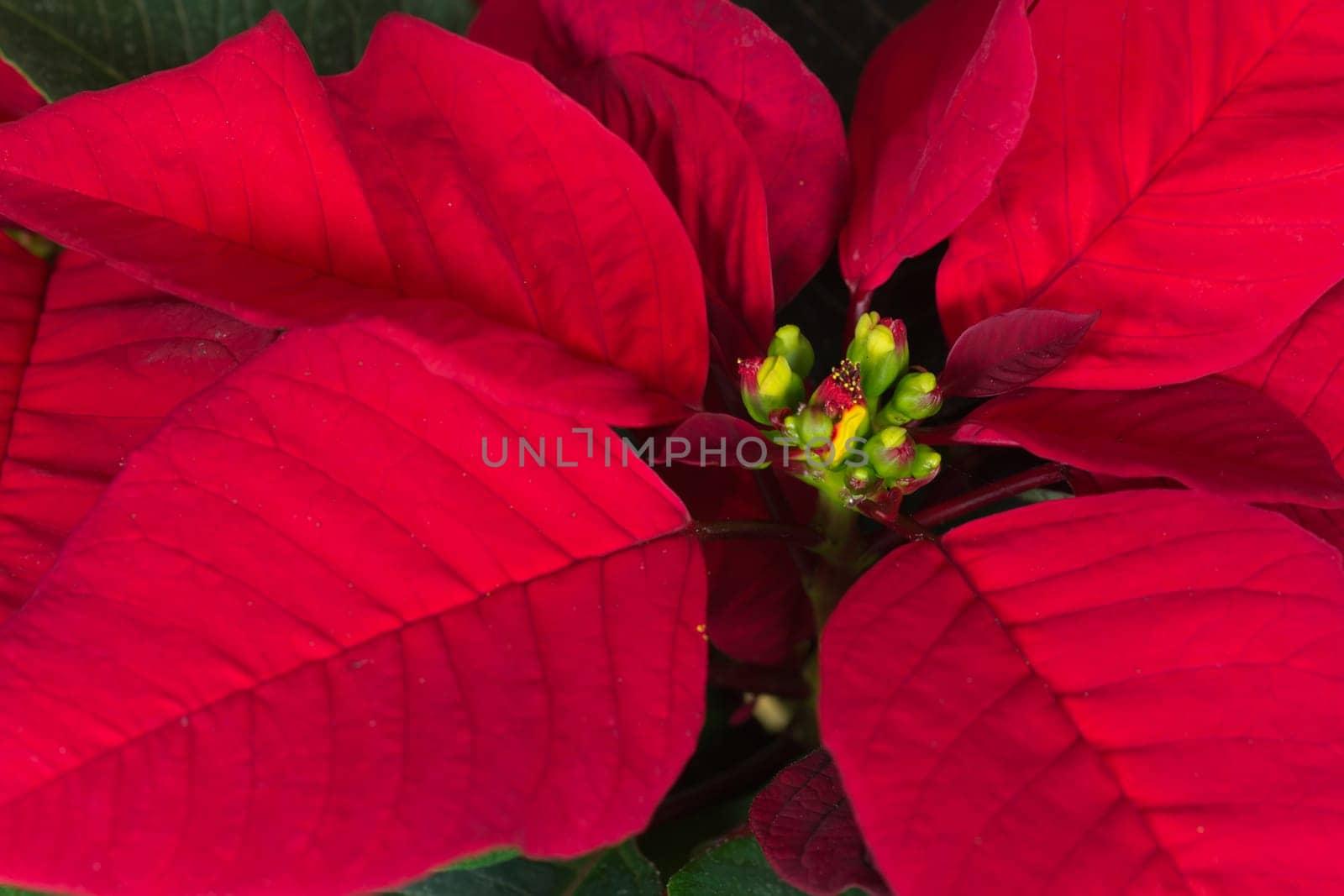 Poinsettia