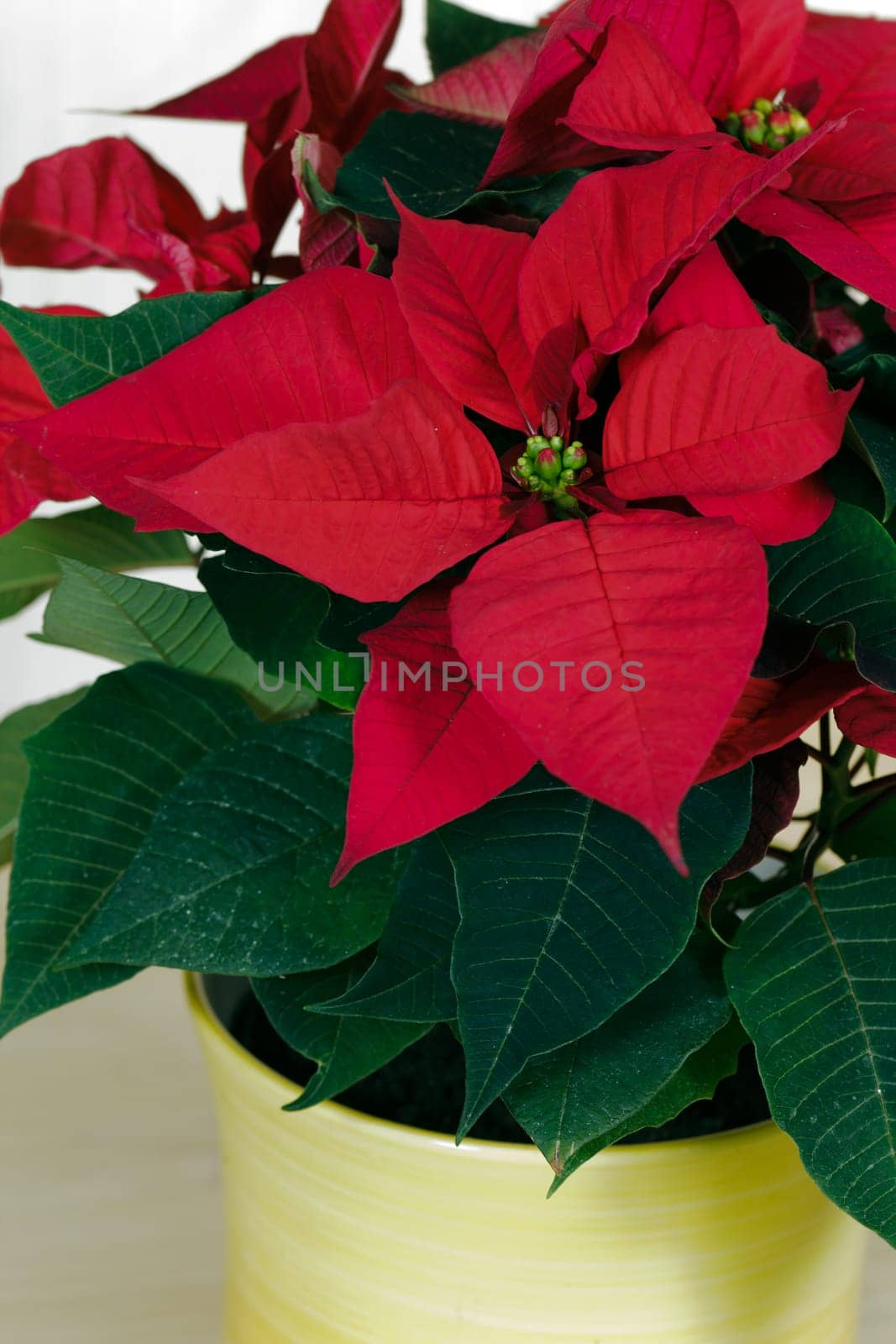 Poinsettia