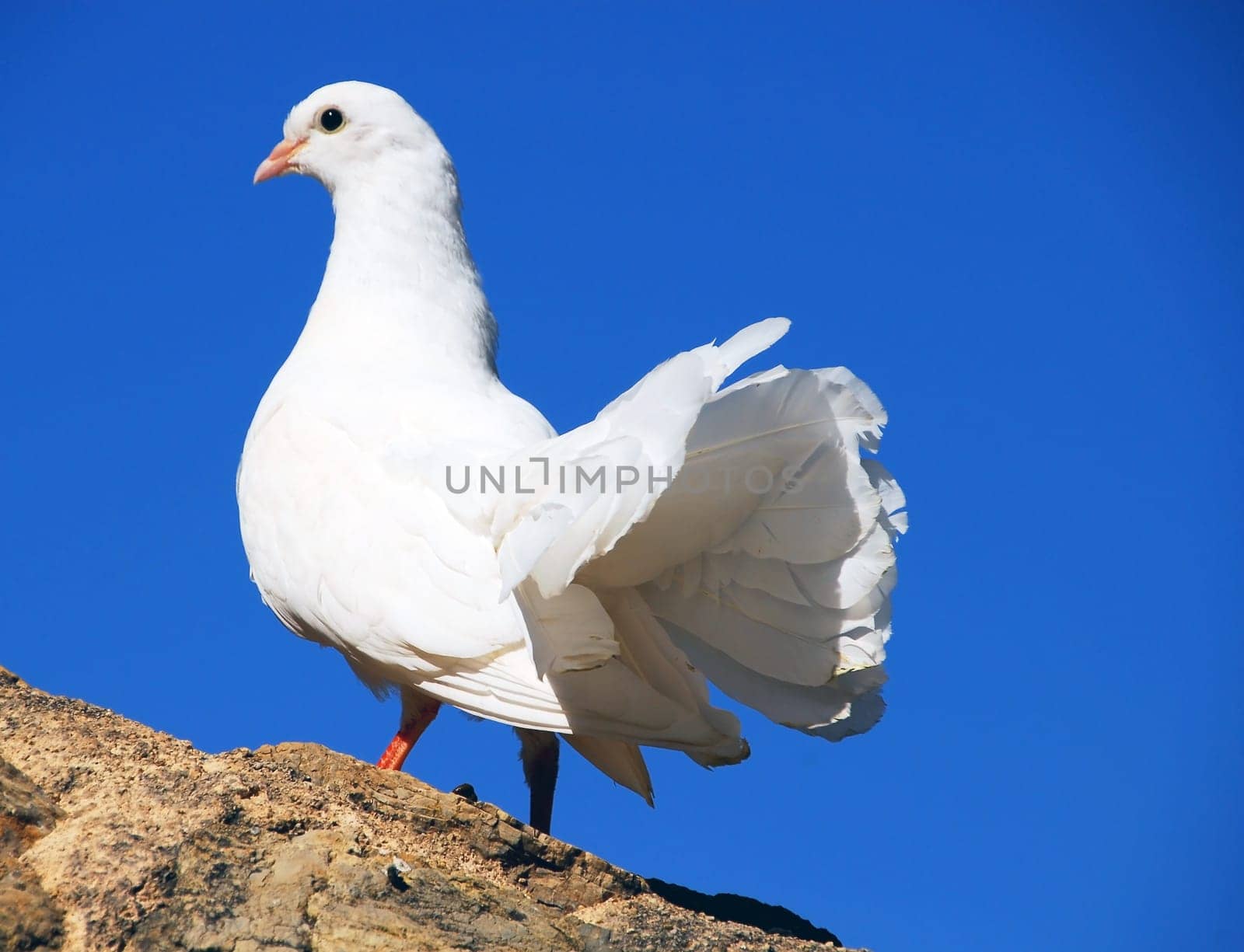 The White Dove of Deia
