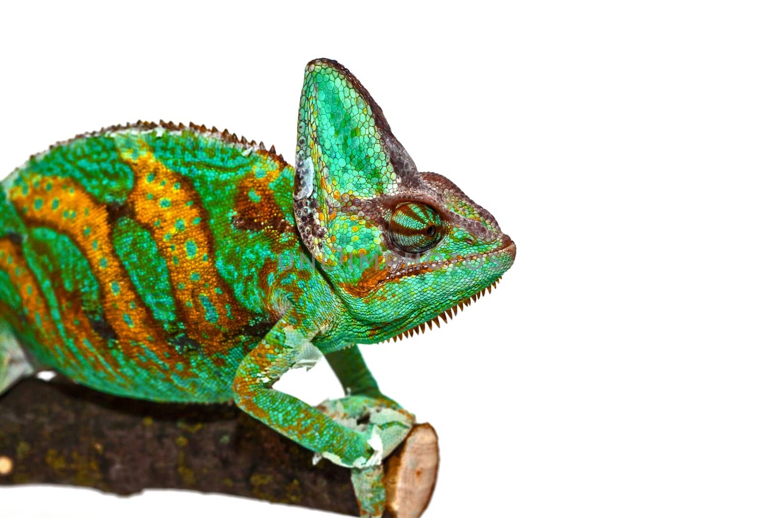 Chameleon