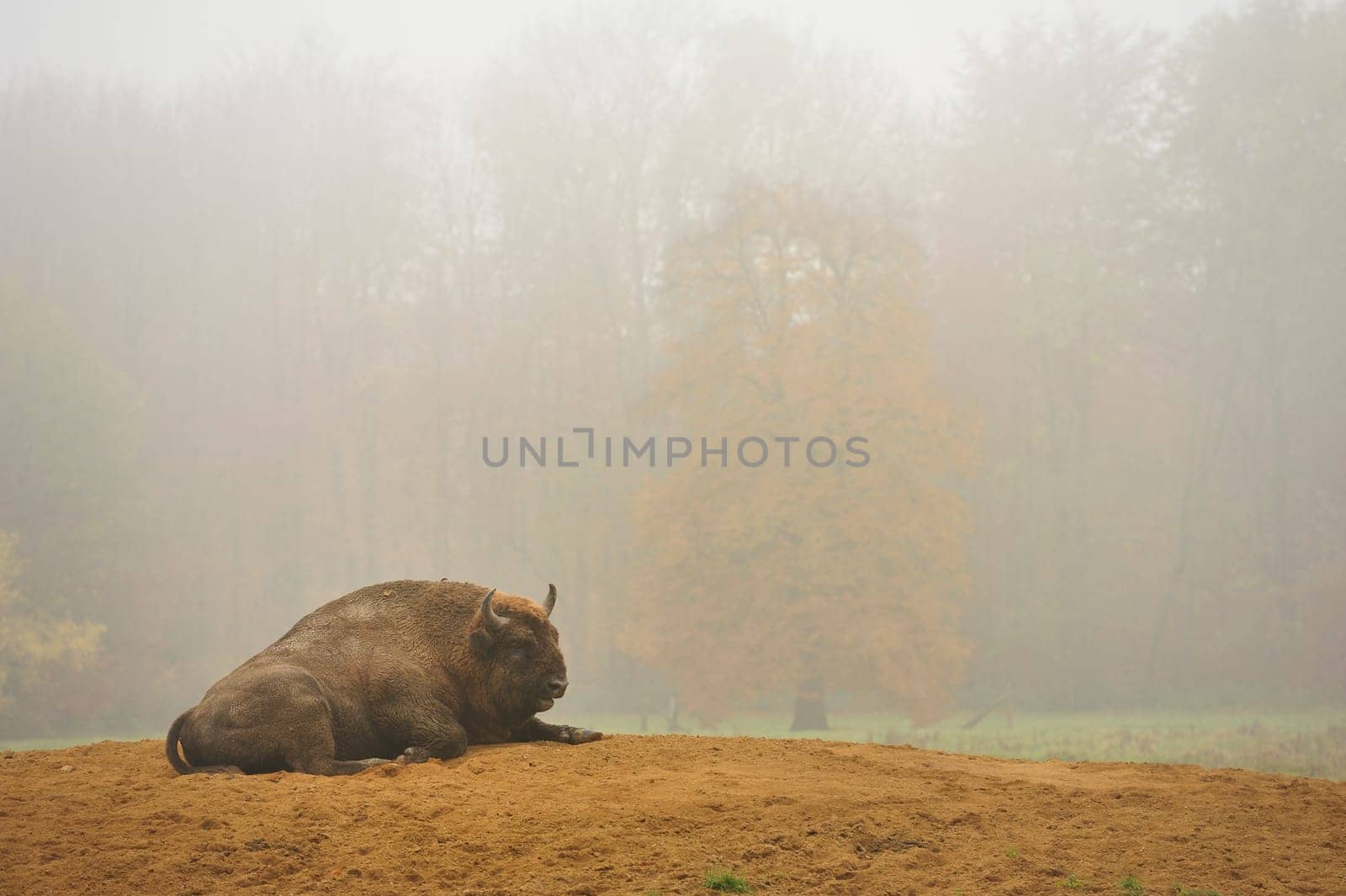 Game species in bison enclosure Springe,European bison.Bison in bison enclosure Alvesrode,European bison.