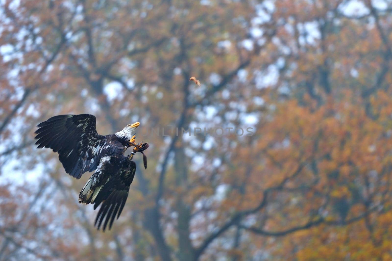 Game species in the bison enclosure Springe,bald eagles hunting.