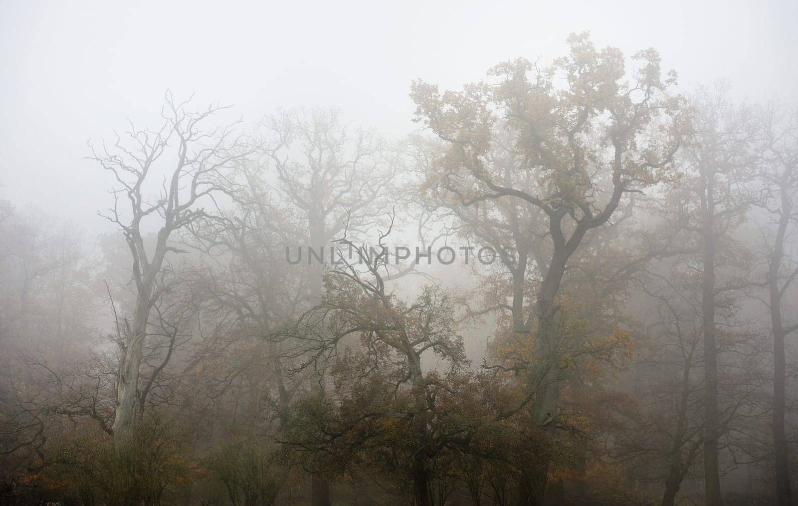 Mystical landscapes in bison enclosure forest,Springe,Germany.