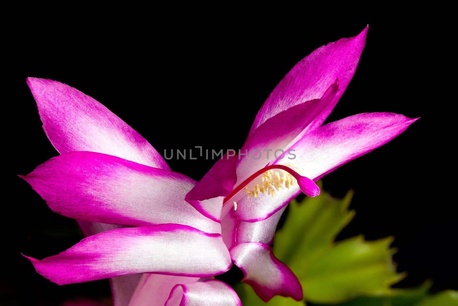 Blossom of the Christmas Cacti flower in macro and isolated against black