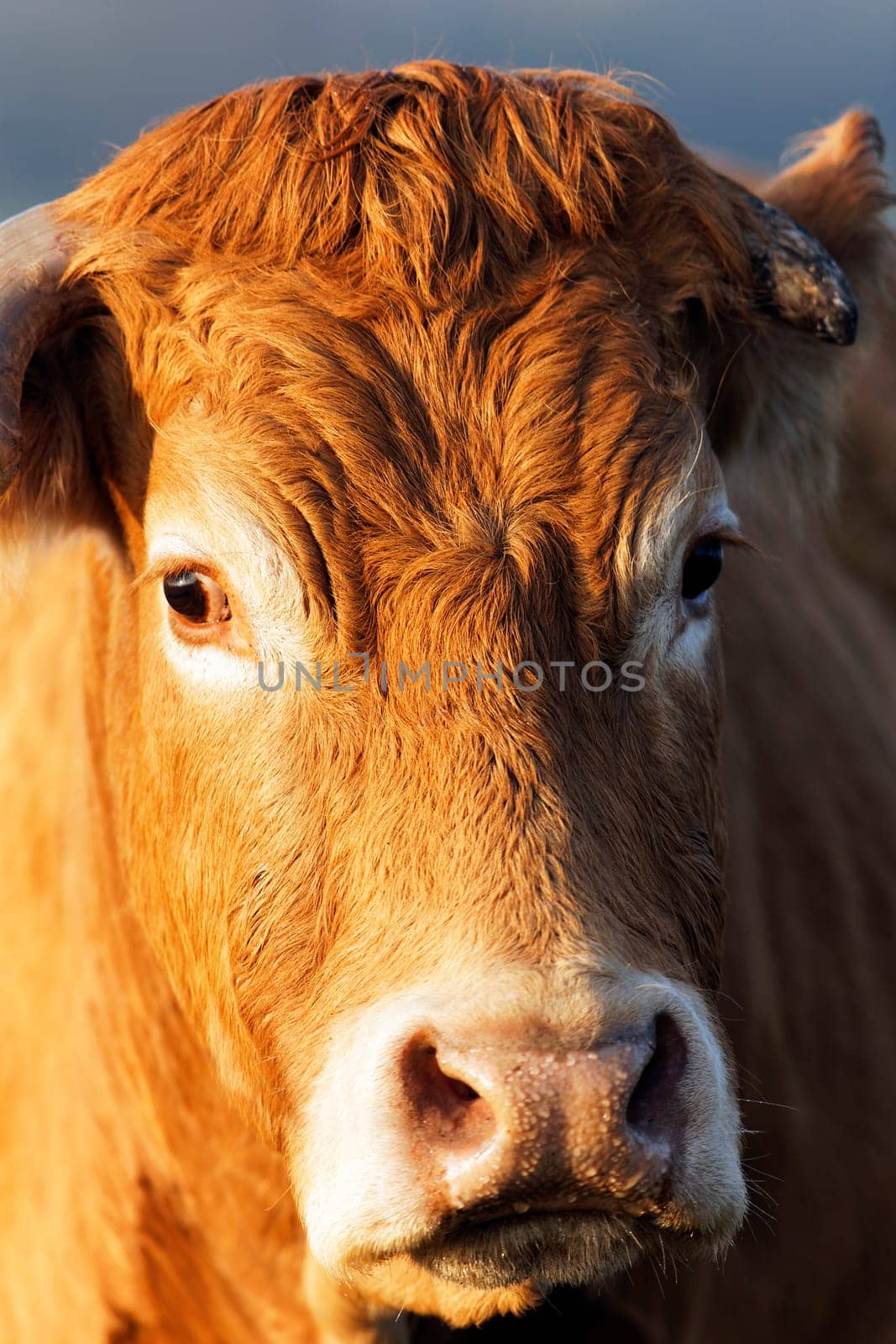 head shot of brown cow in morning light