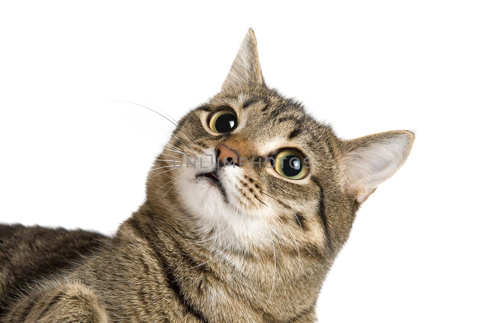 Close up portrait of Cat on white
