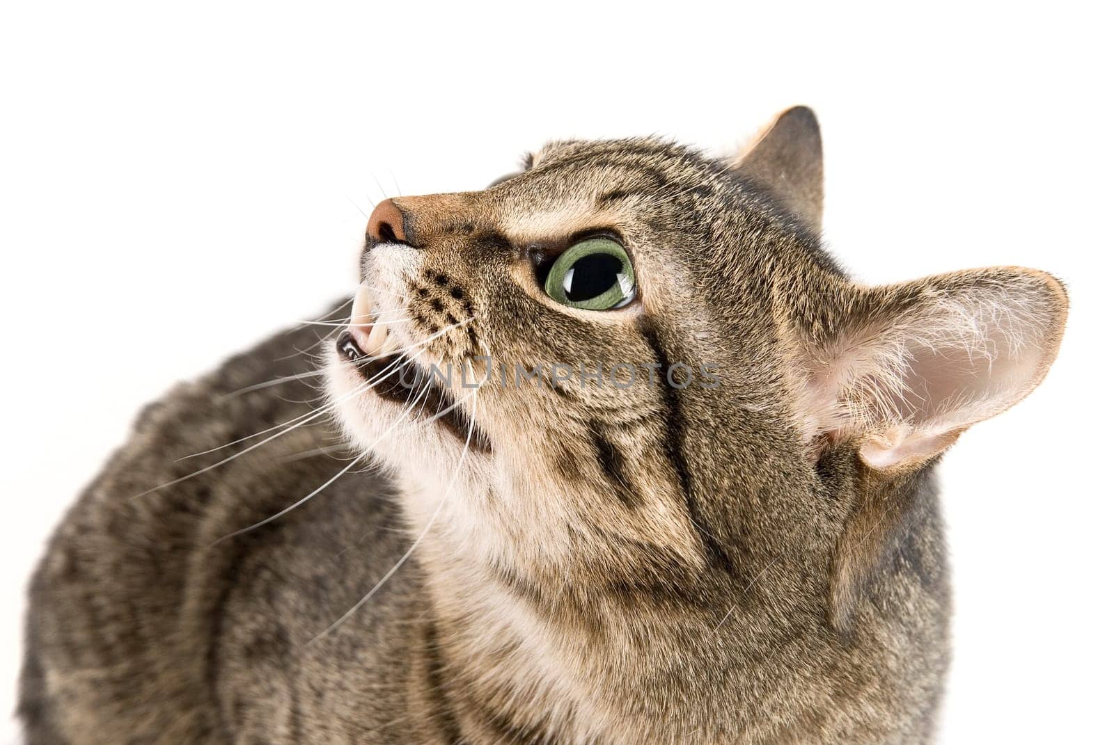 Bare one&#039 s teeth Cat on white