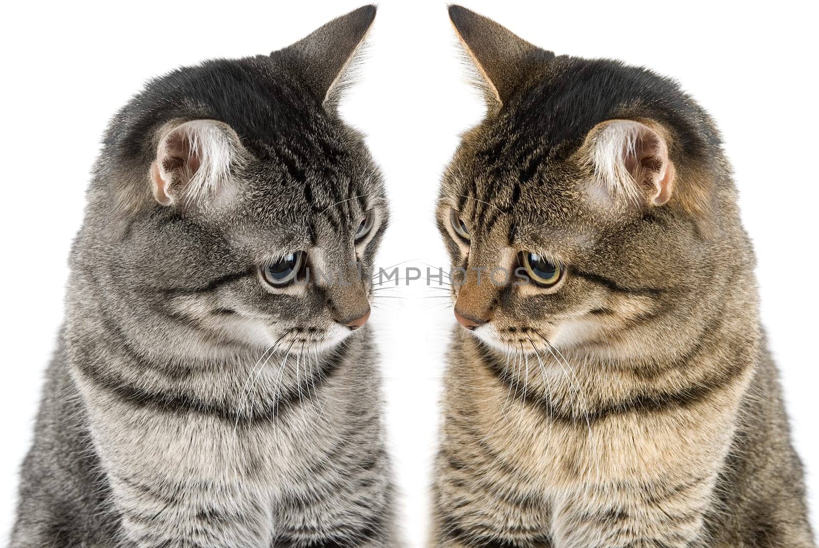 Two cats isolated on white