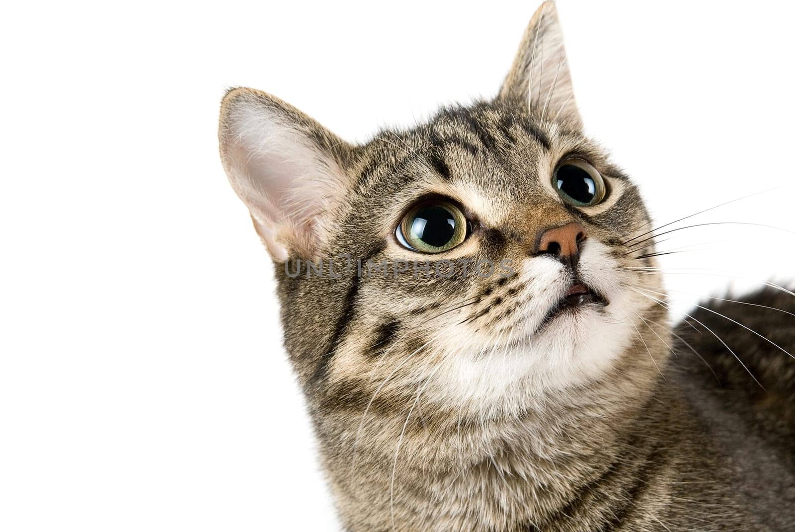 Close up portrait of Cat on white