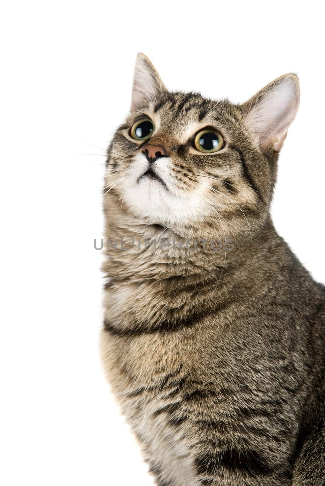 Top Looking cat. Close-up portrait.