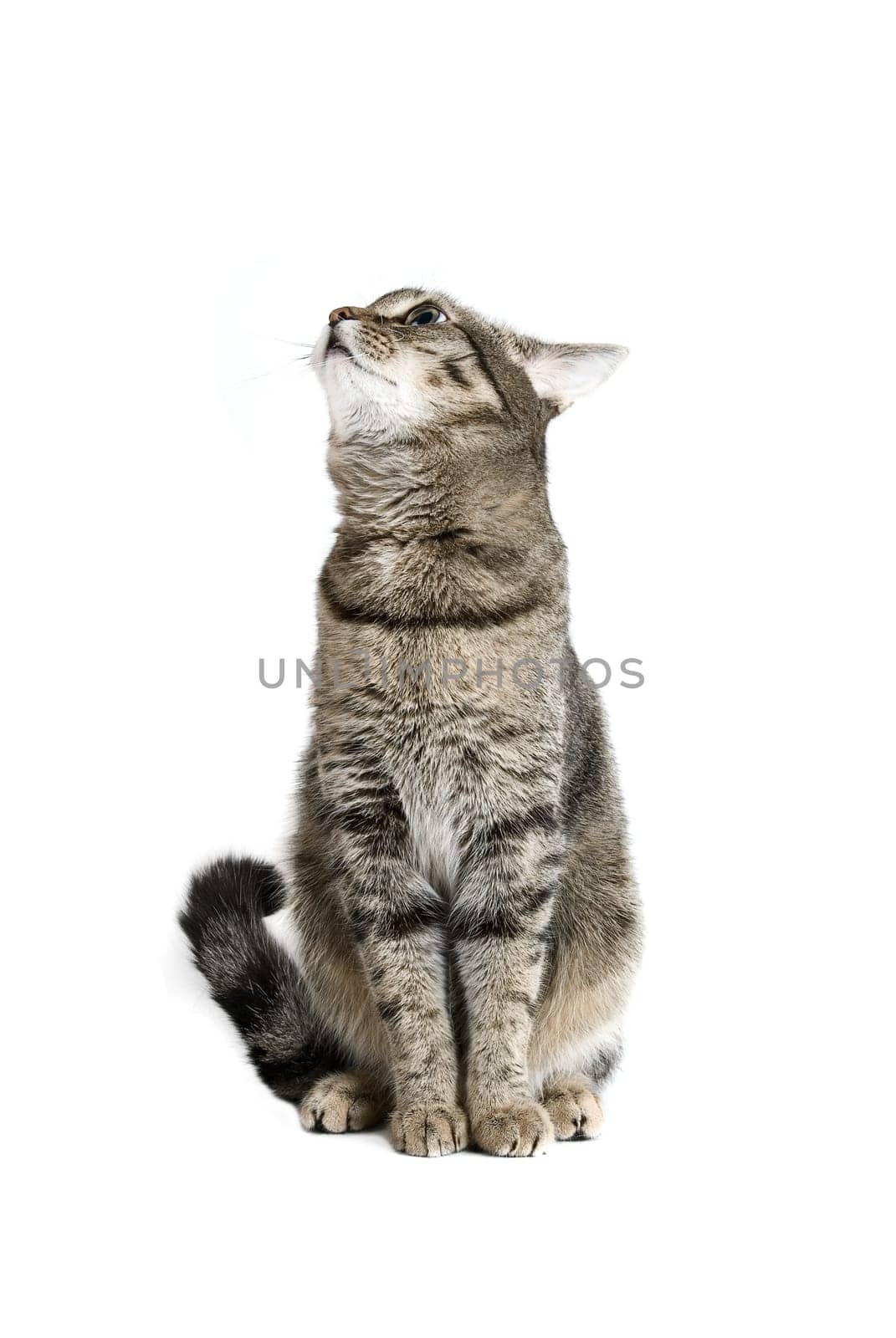 Sitting Cat on white background