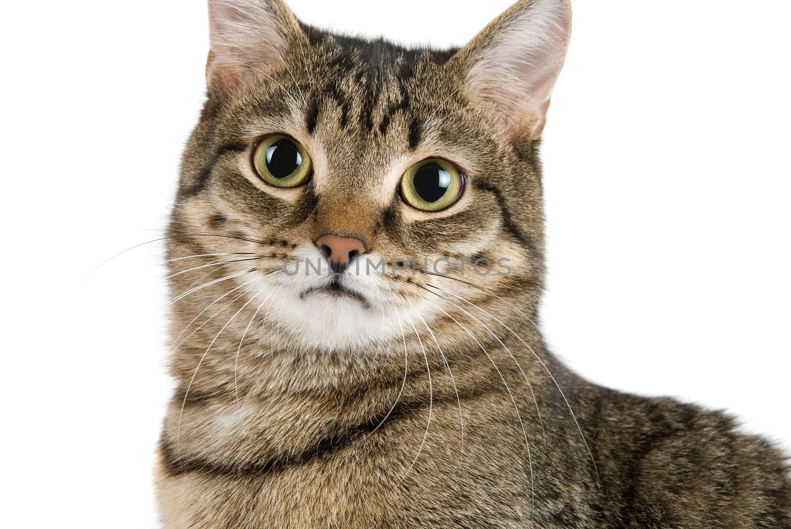Close up of cat looking to camera on white