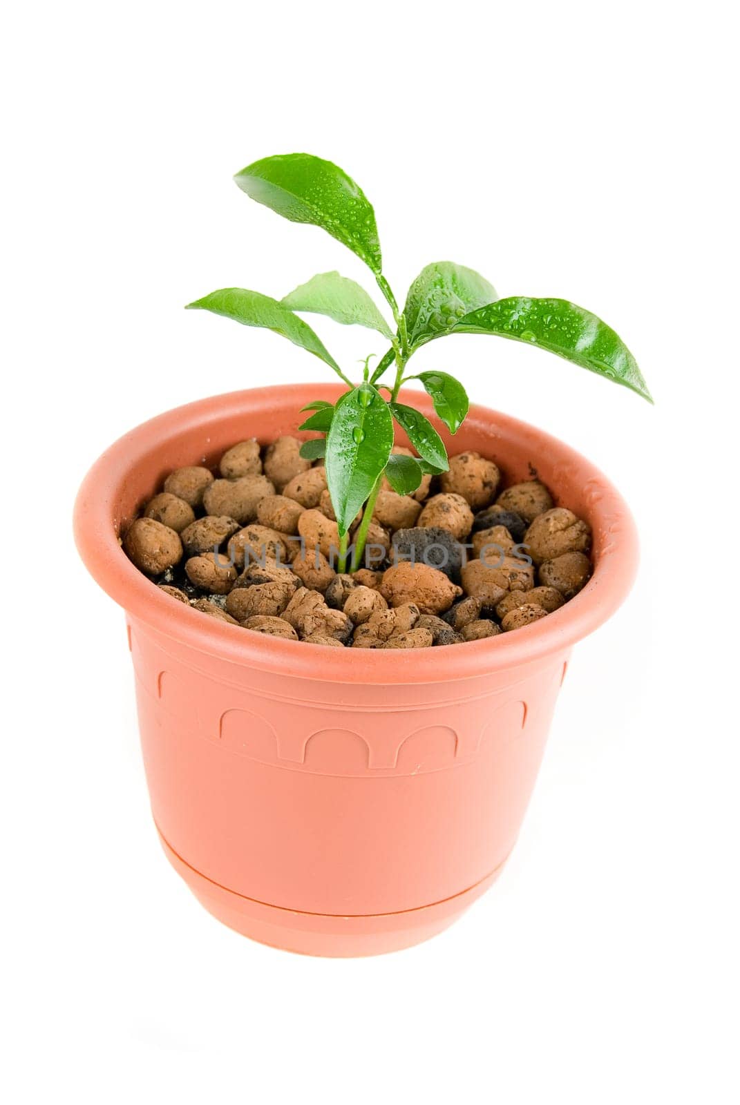 Plant at flowerpot isolated on white