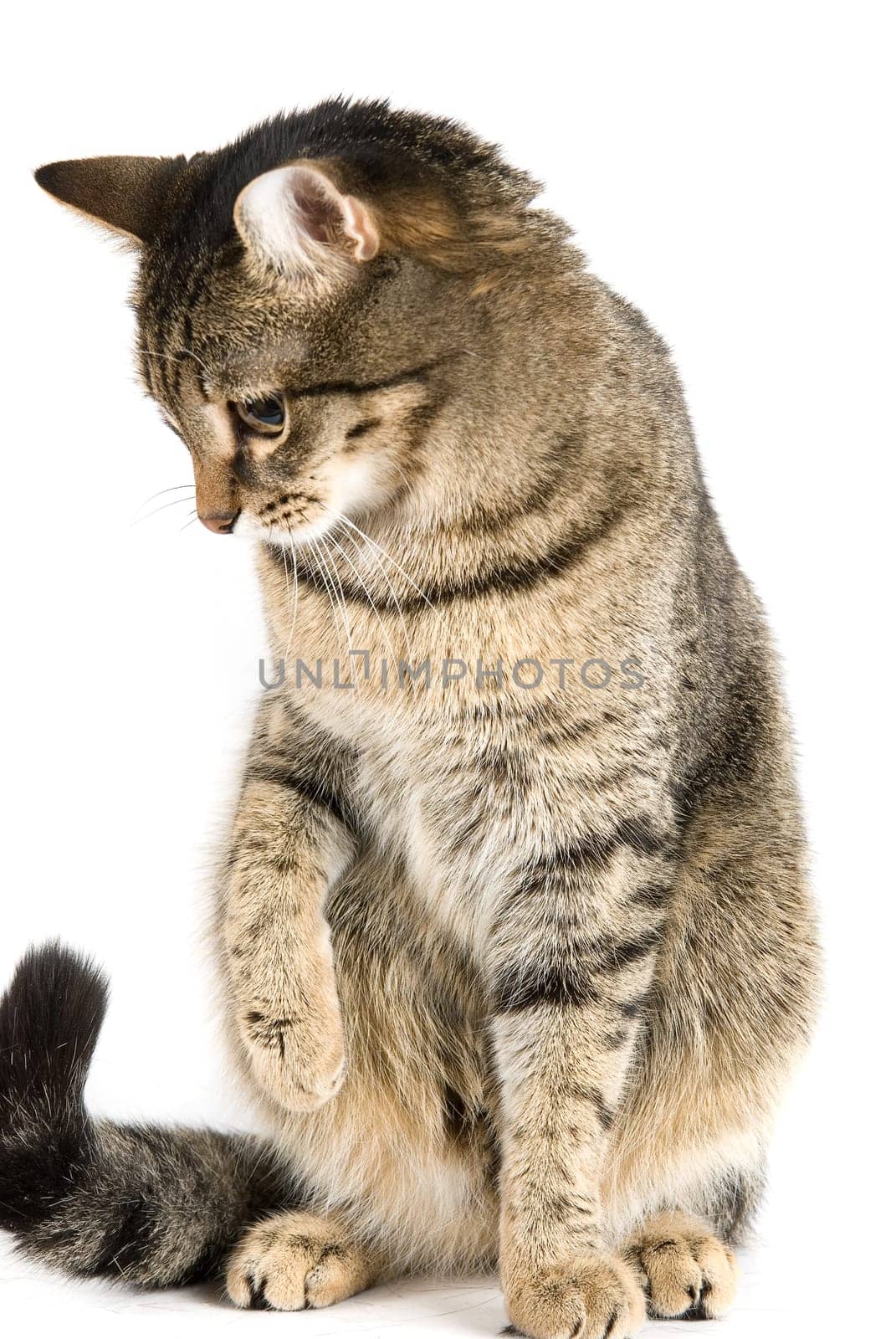 Playing cat isolated on white